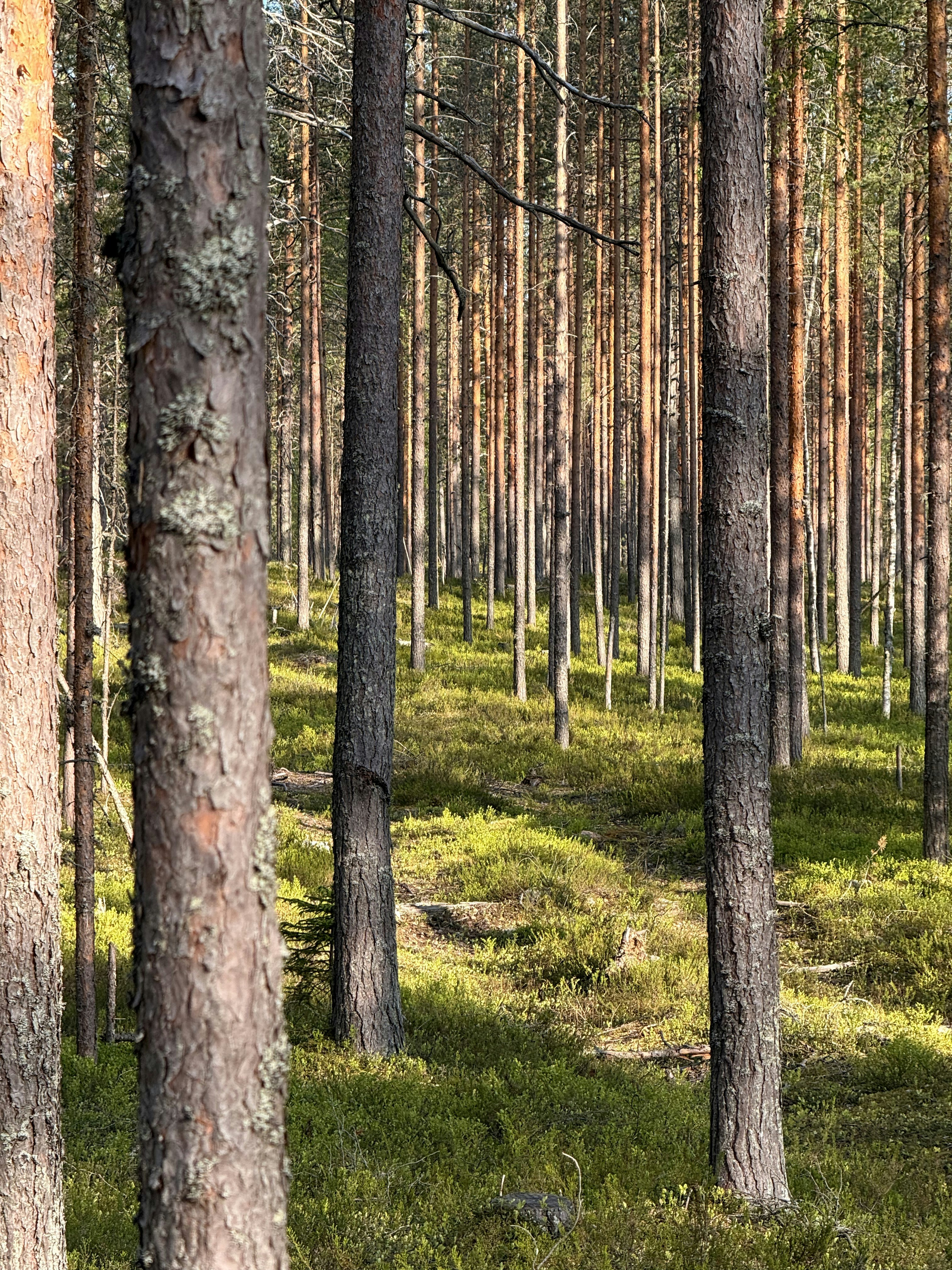 Photo by artemisss666