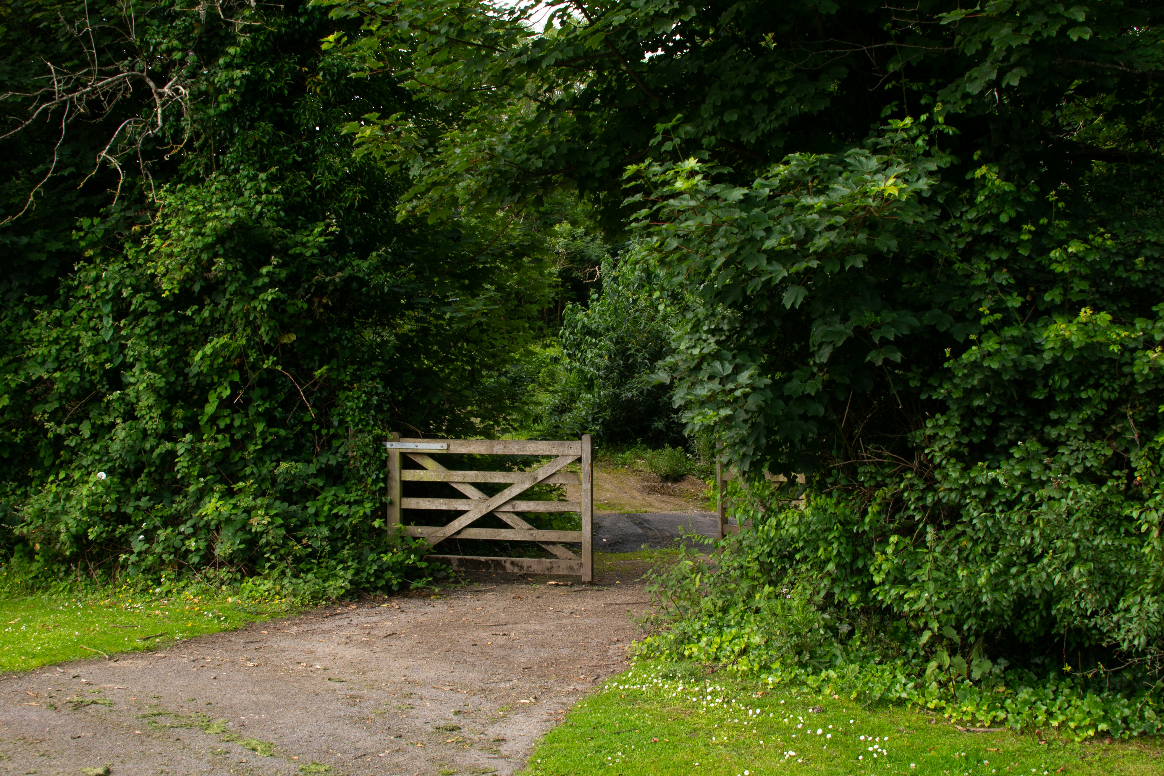 緑の木々を抜けると門があります。