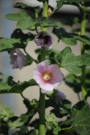 Pink flowers bloom on a vibrant green stalk.