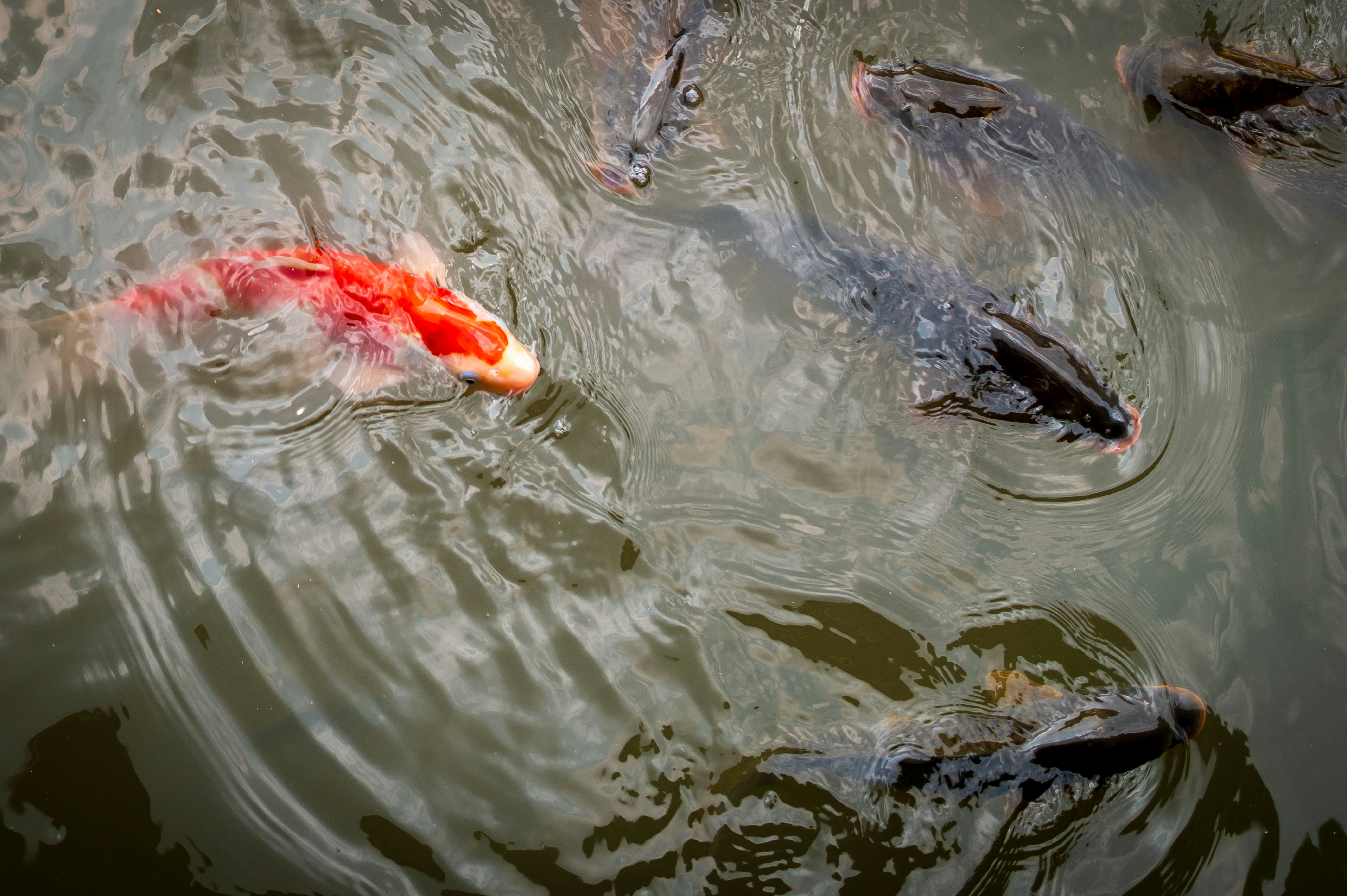 Koi fish swim in the water.