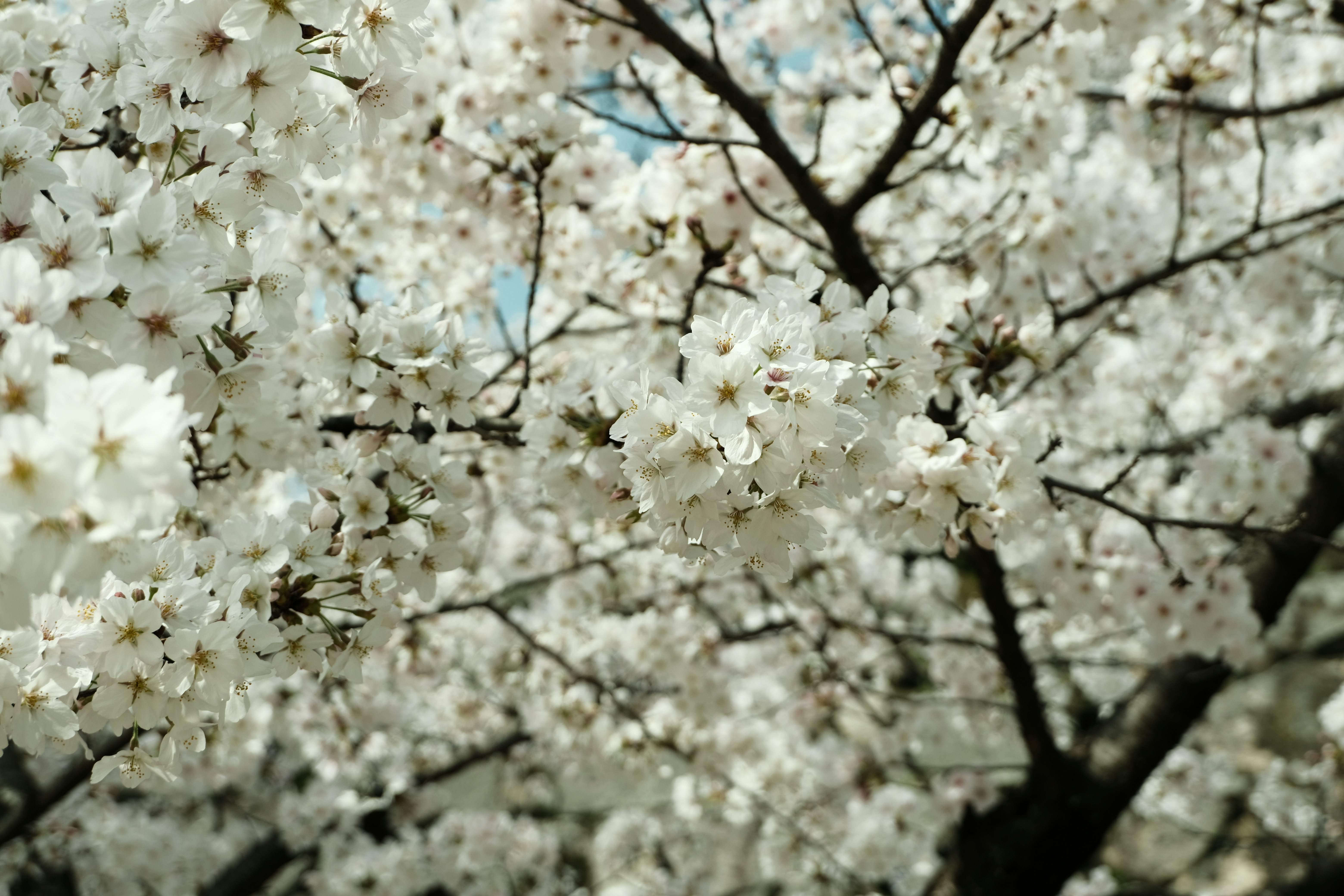 Photo by ciya5