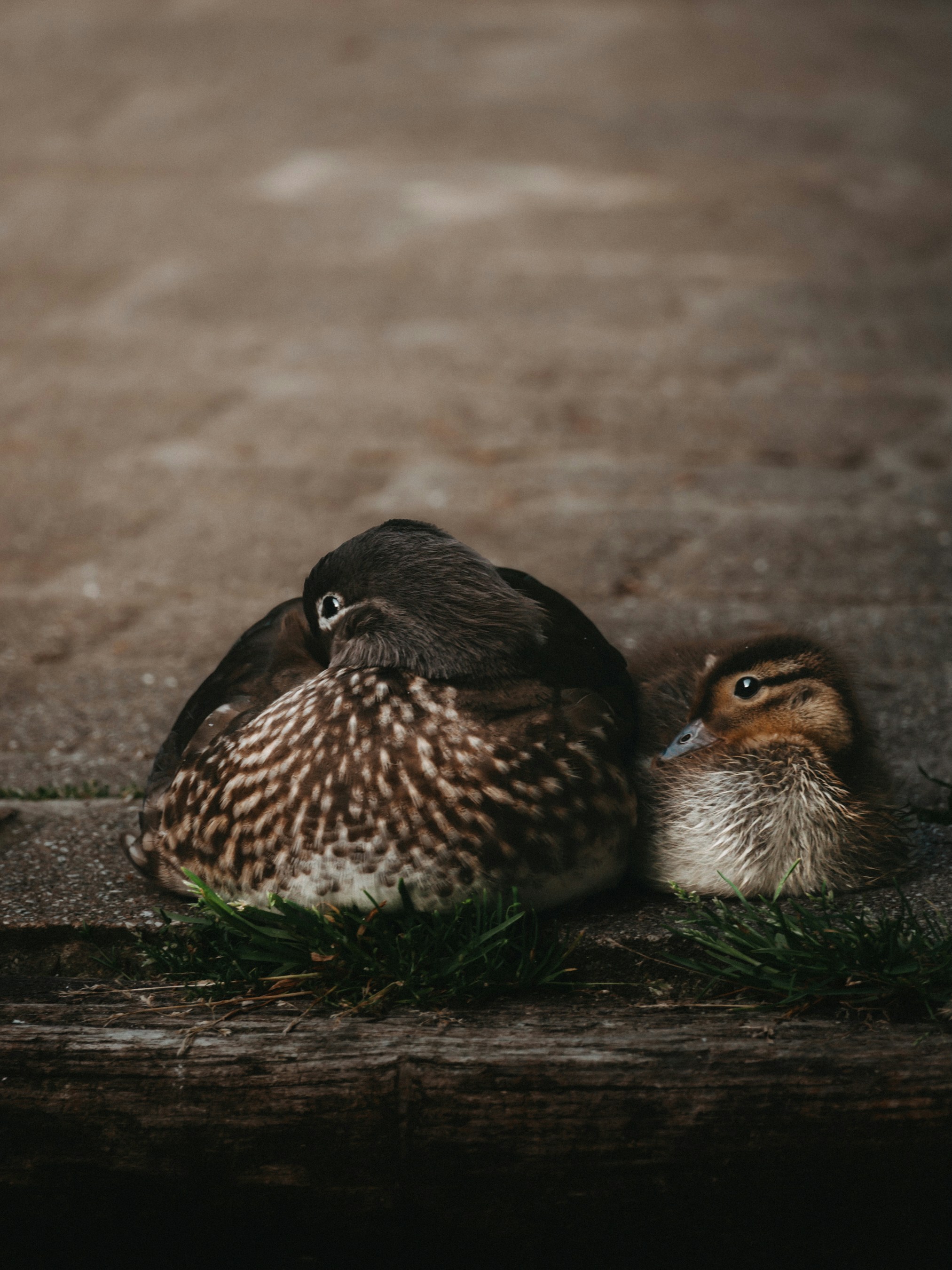 A mother duck and her baby duckling.