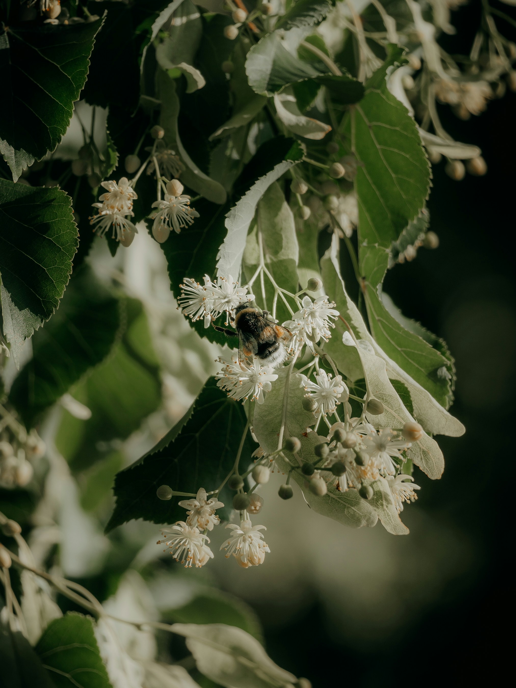 A bee collects pollen from white flowers.