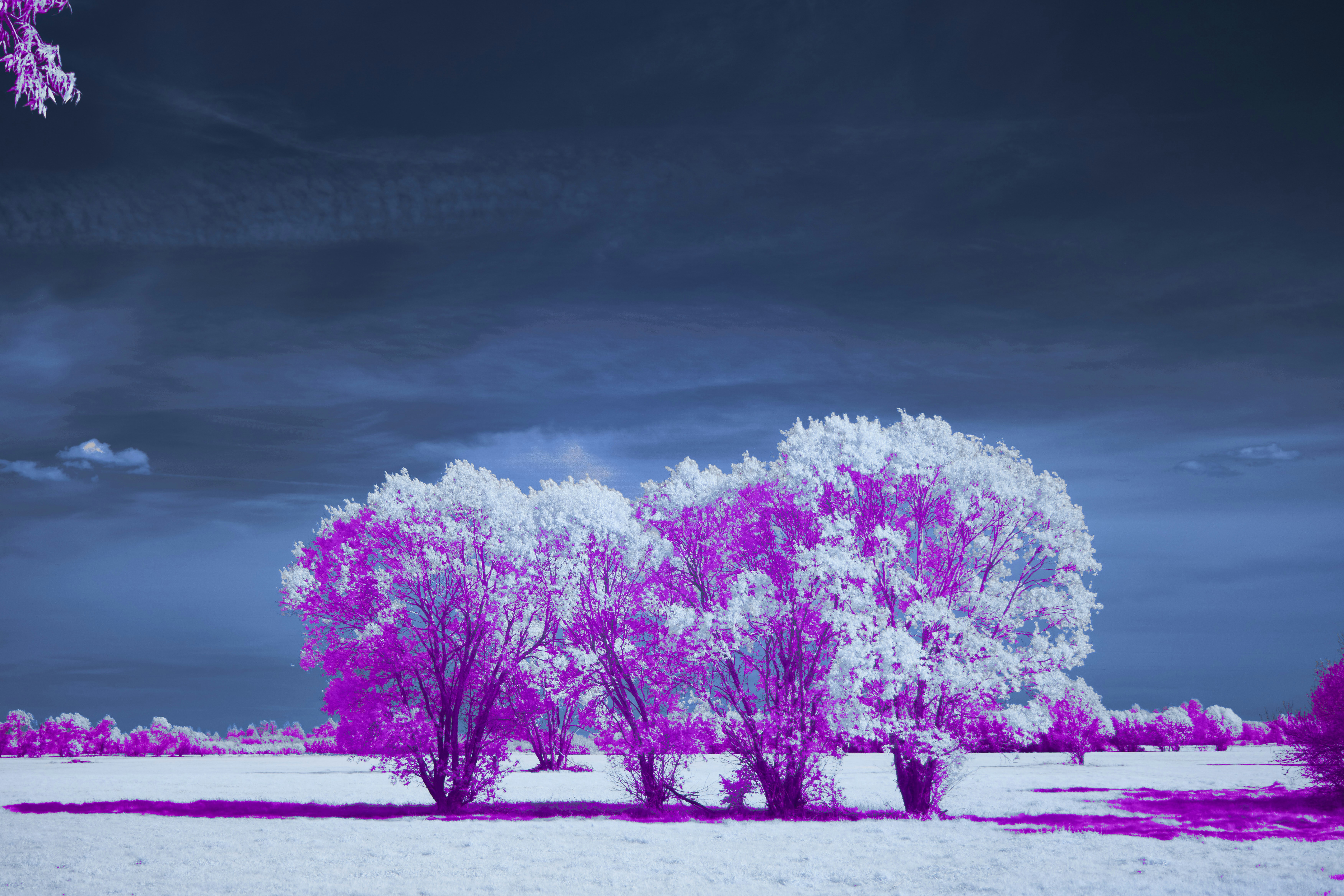 Trees and sky are in cool, vibrant colors. photo – Free Flower Image on  Unsplash, image size:3000x2000