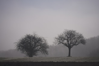 Two bare trees stand in a foggy field.