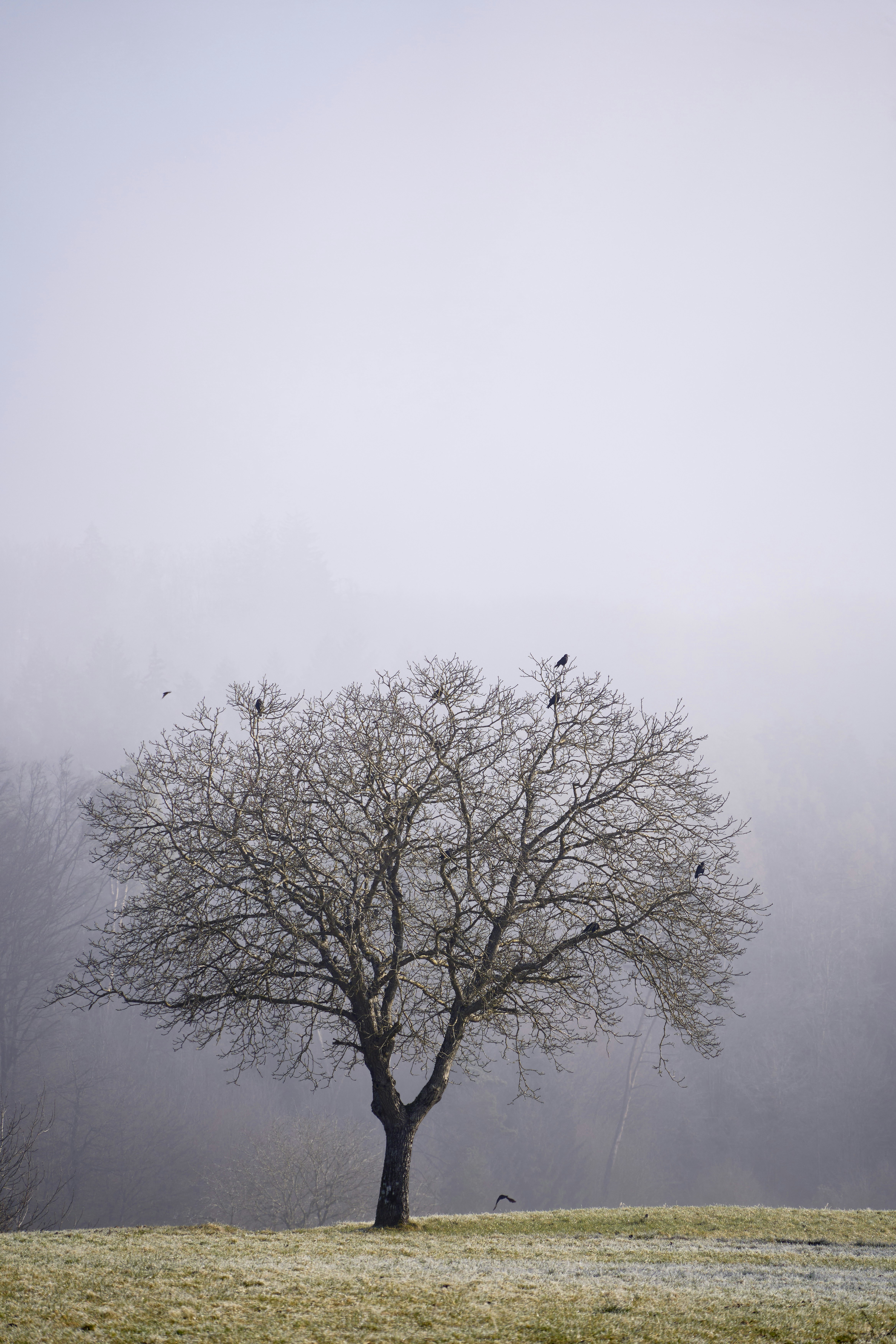 Photo by wolfgang_hasselmann