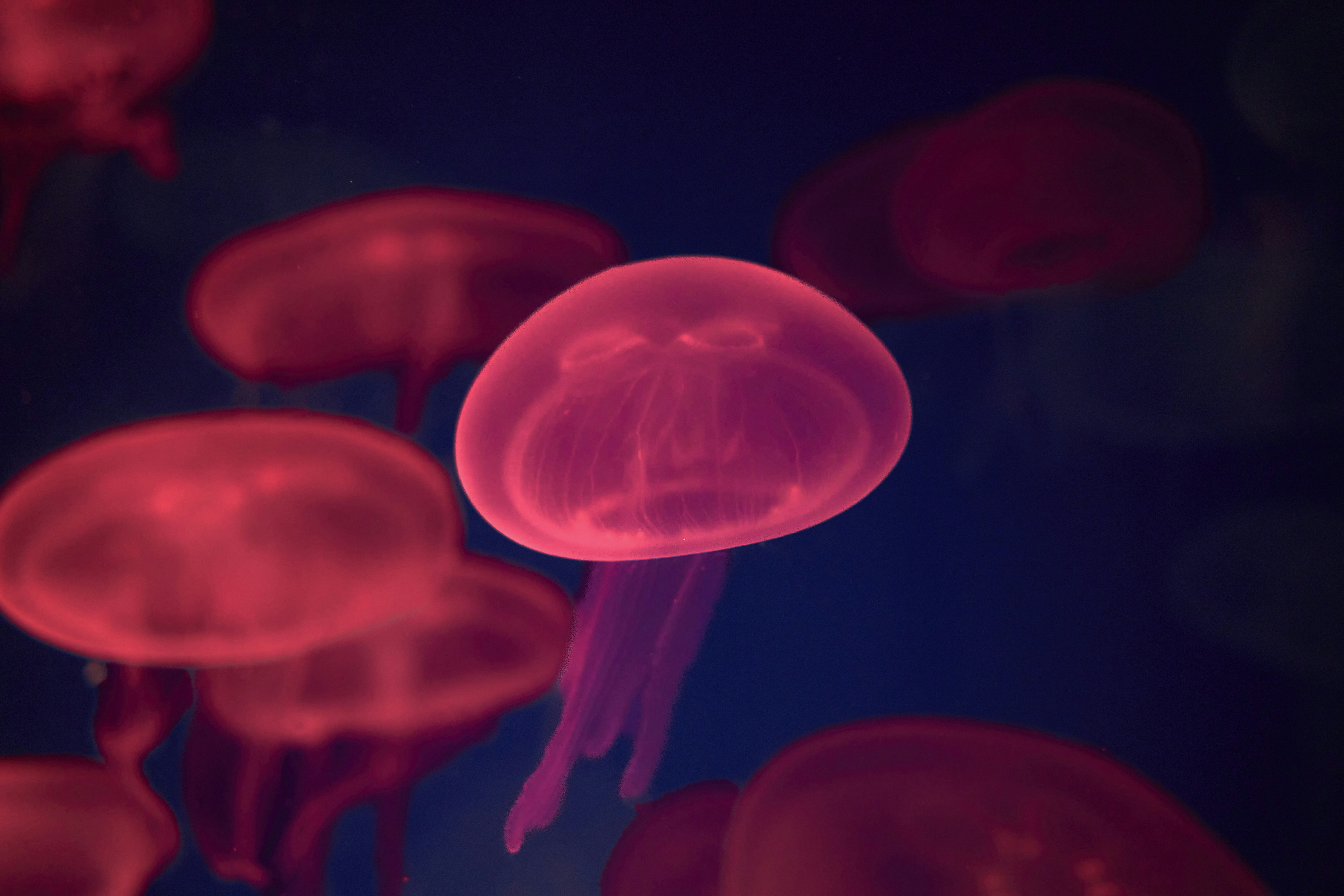 Photo by wolfgang_hasselmann