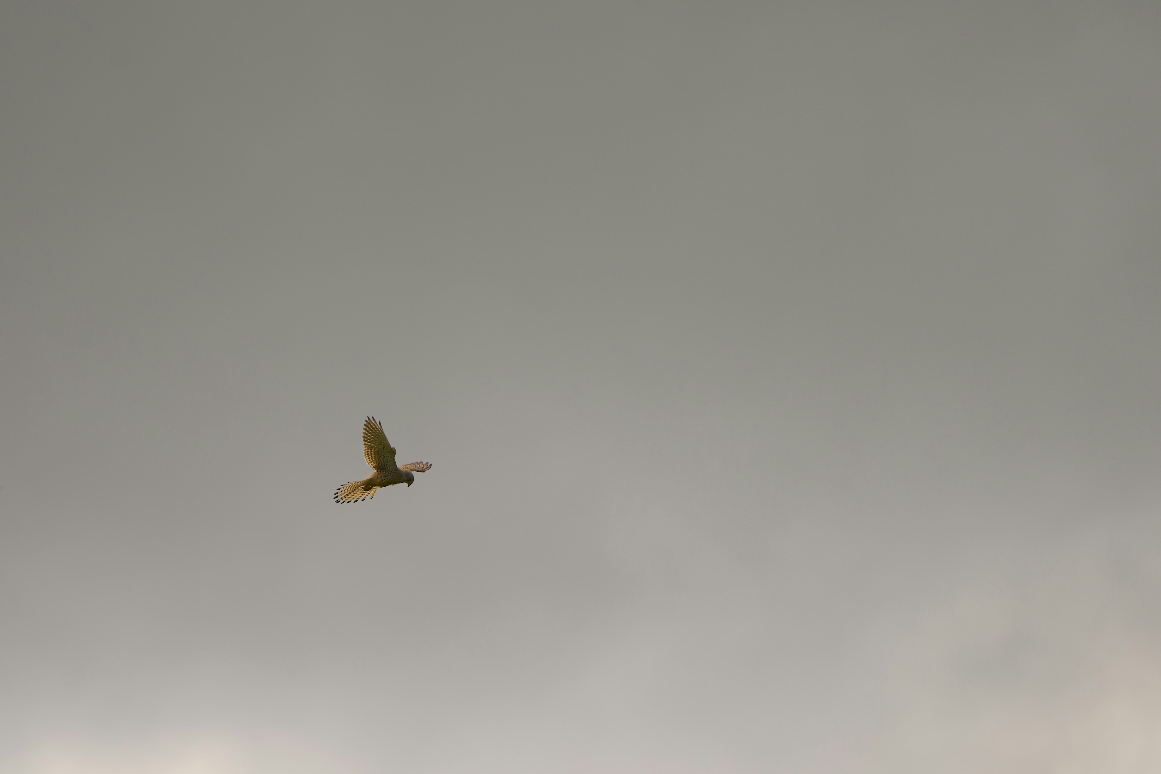 Photo by wolfgang_hasselmann