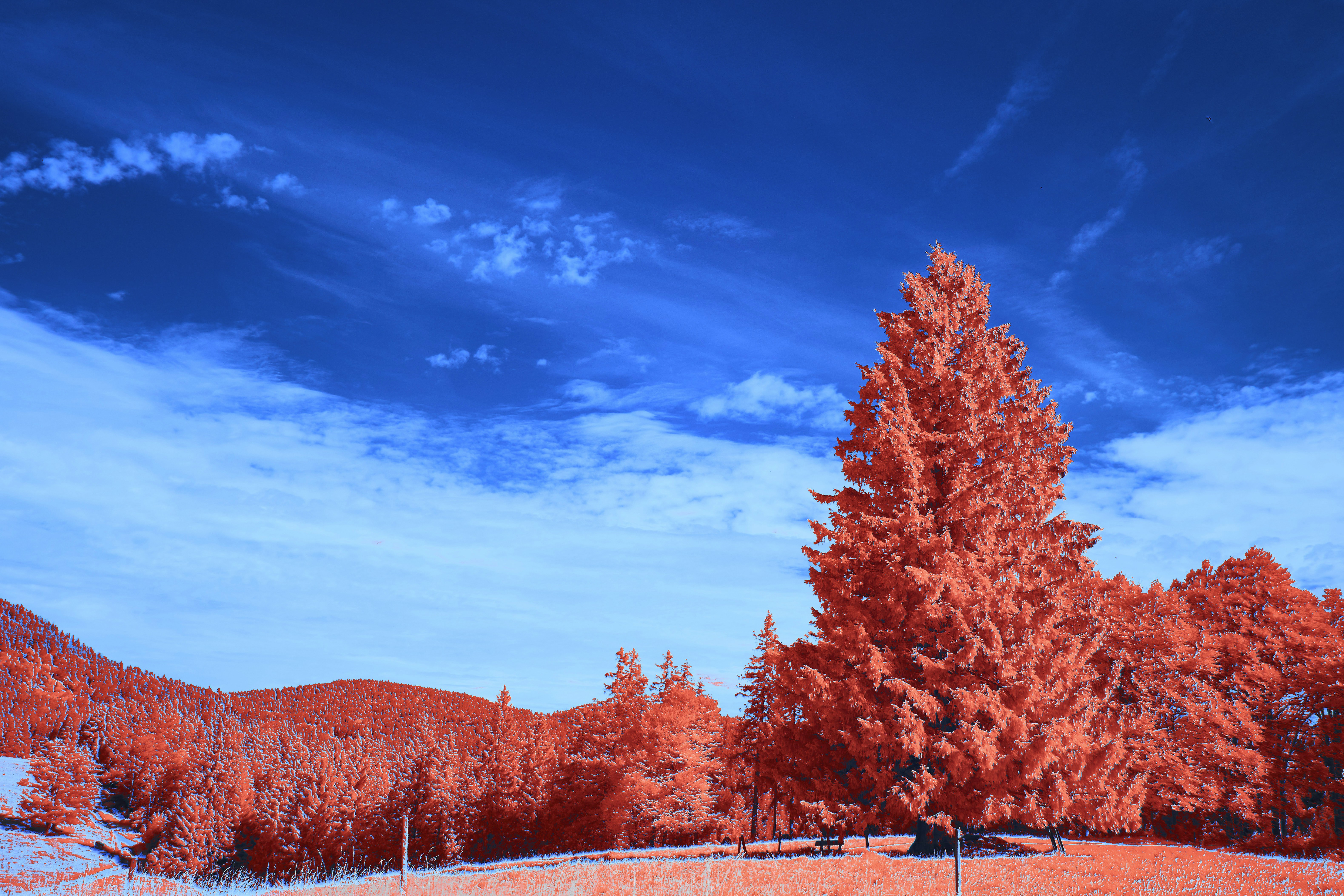 Photo by wolfgang_hasselmann