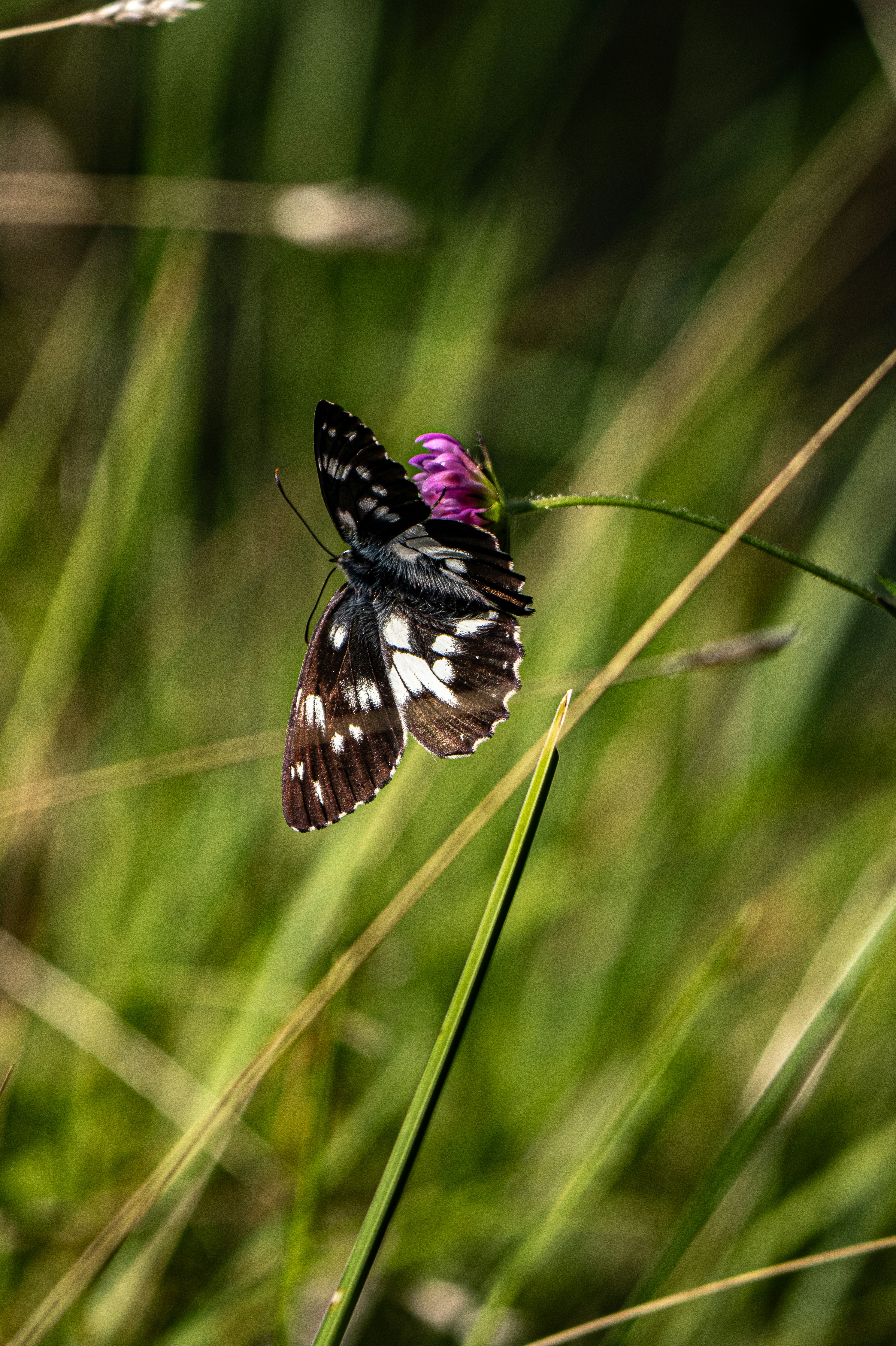 Photo by gopitri_prem