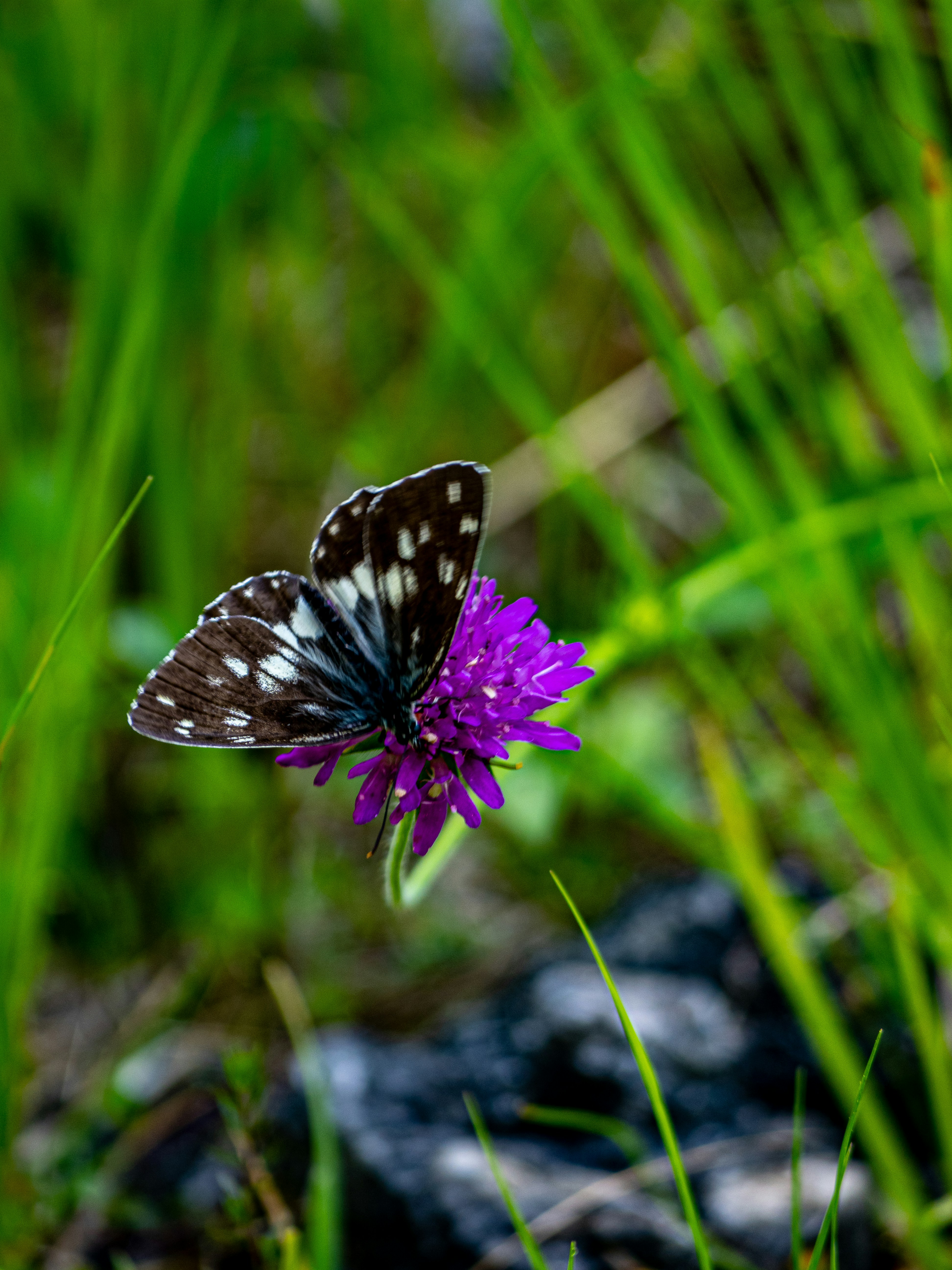 Photo by gopitri_prem