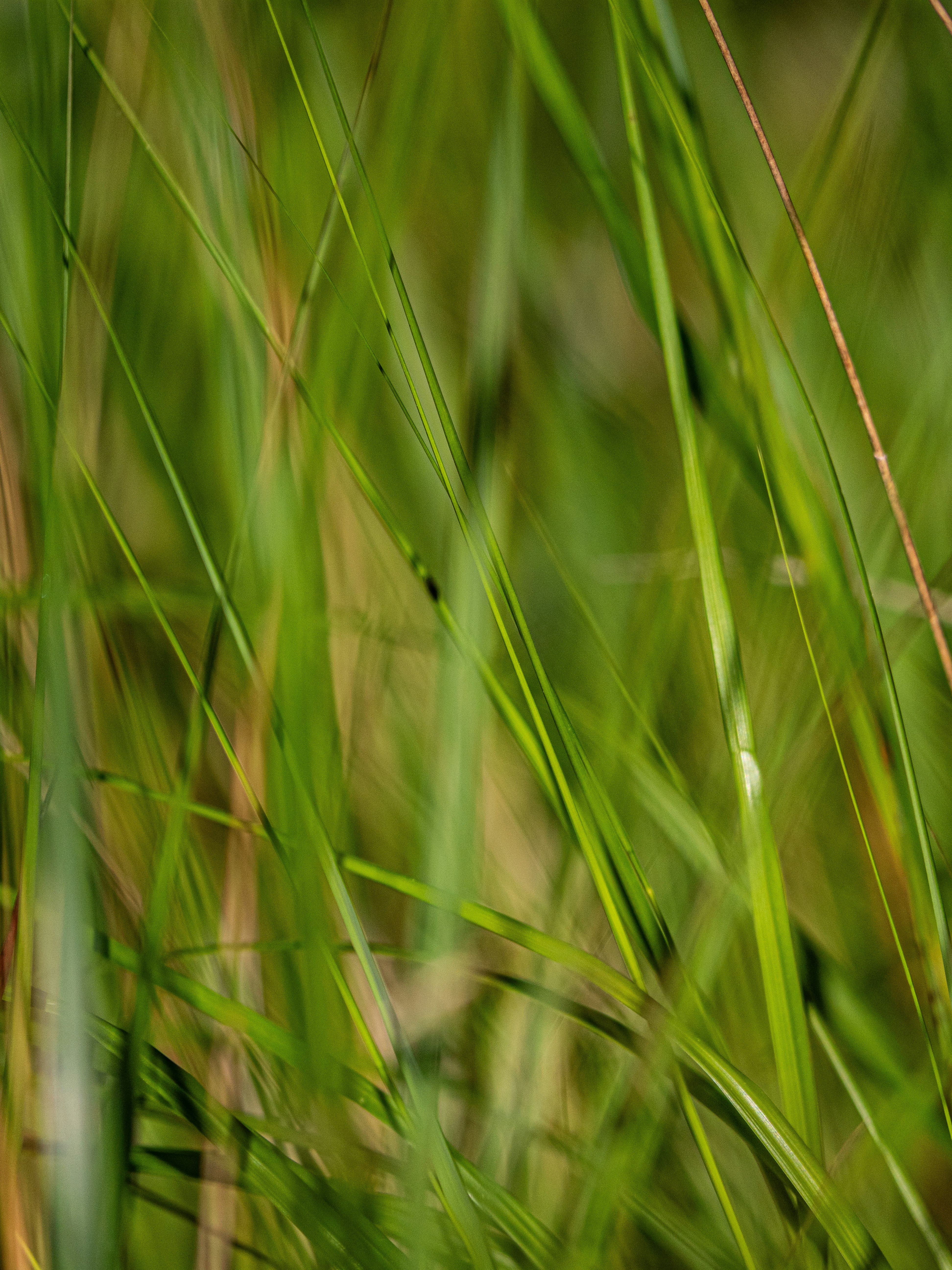 Photo by gopitri_prem