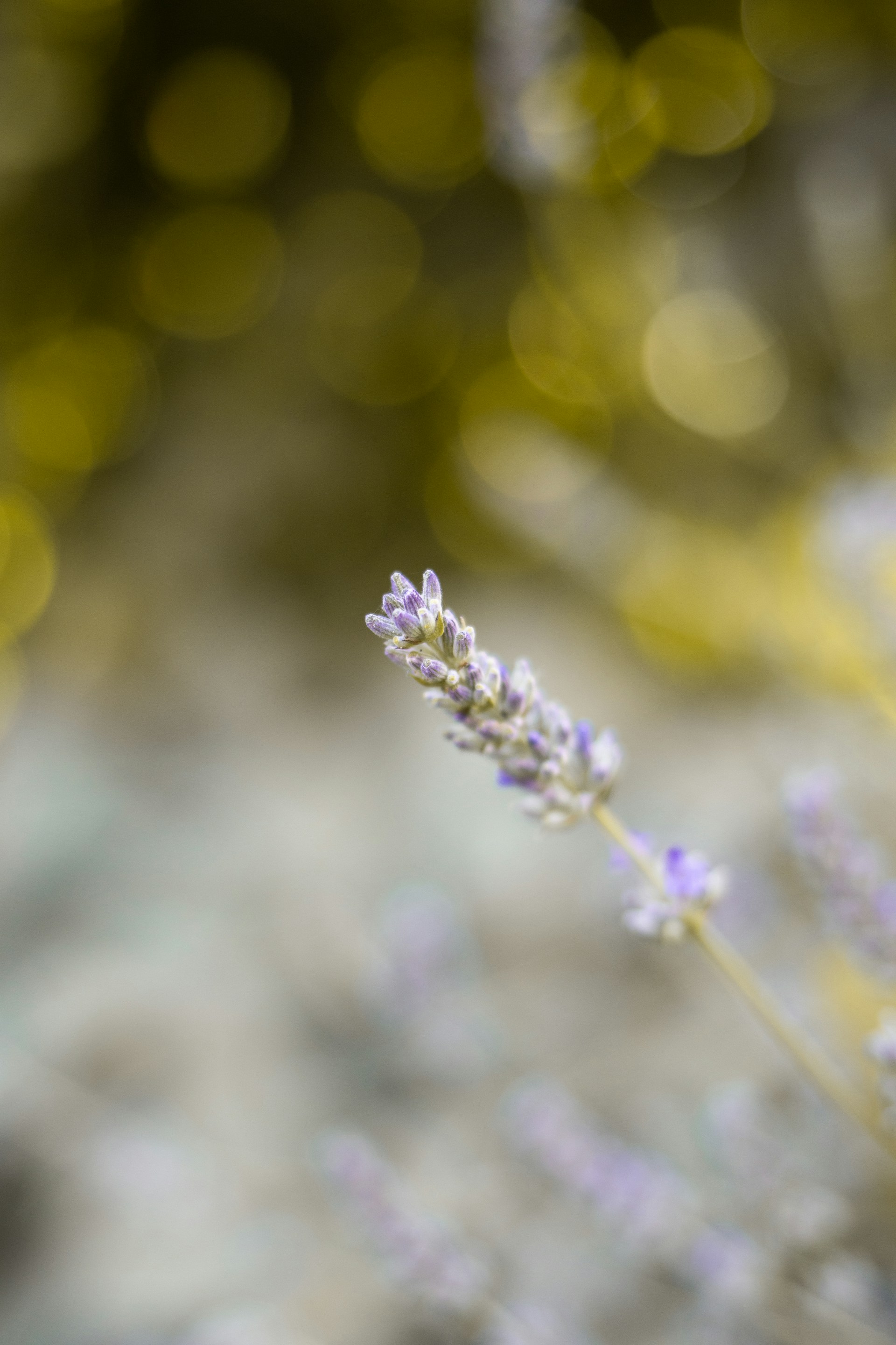 Lavender plant close-up with bokeh in background.