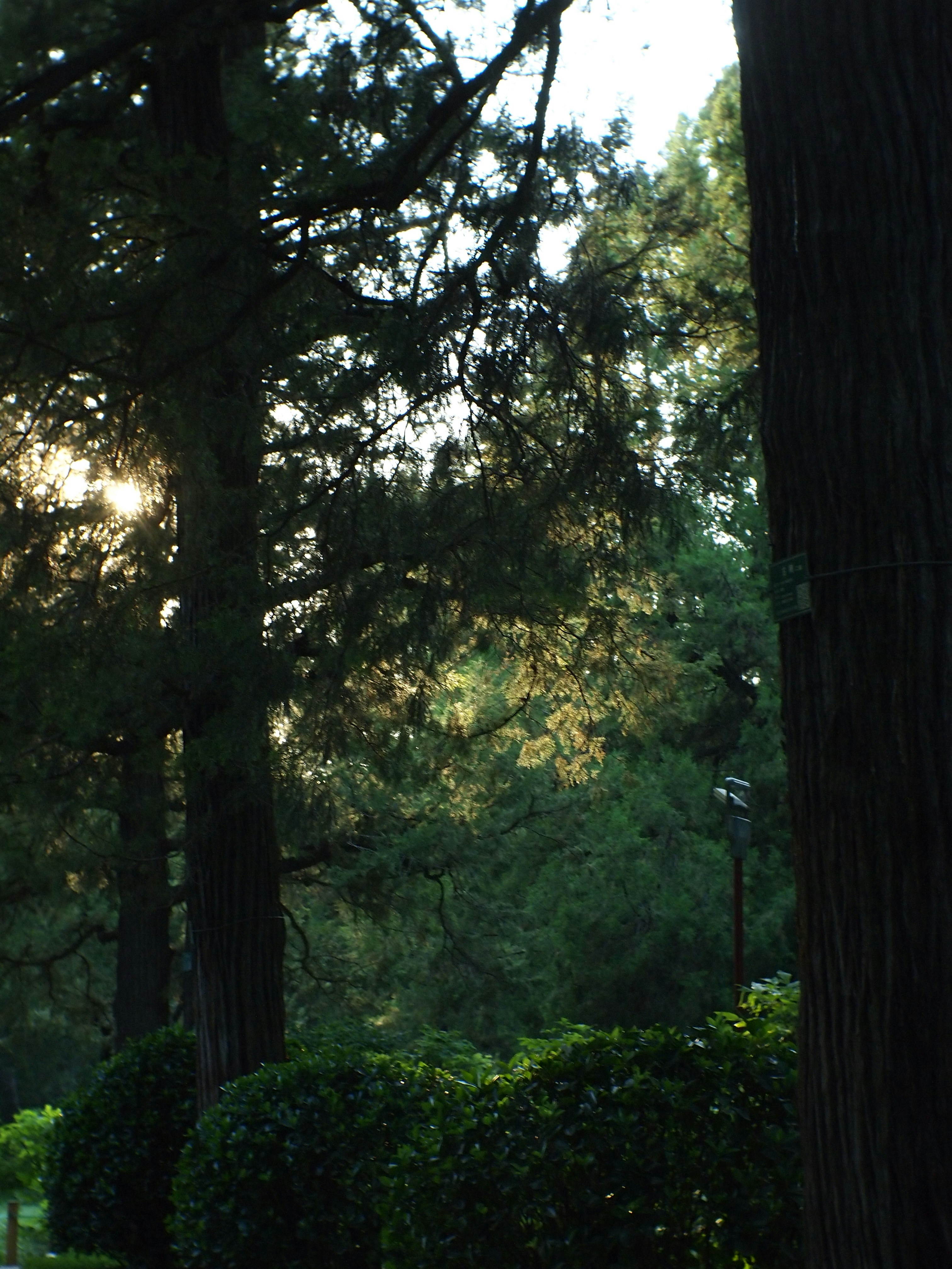 Photo by shawnieyang0606