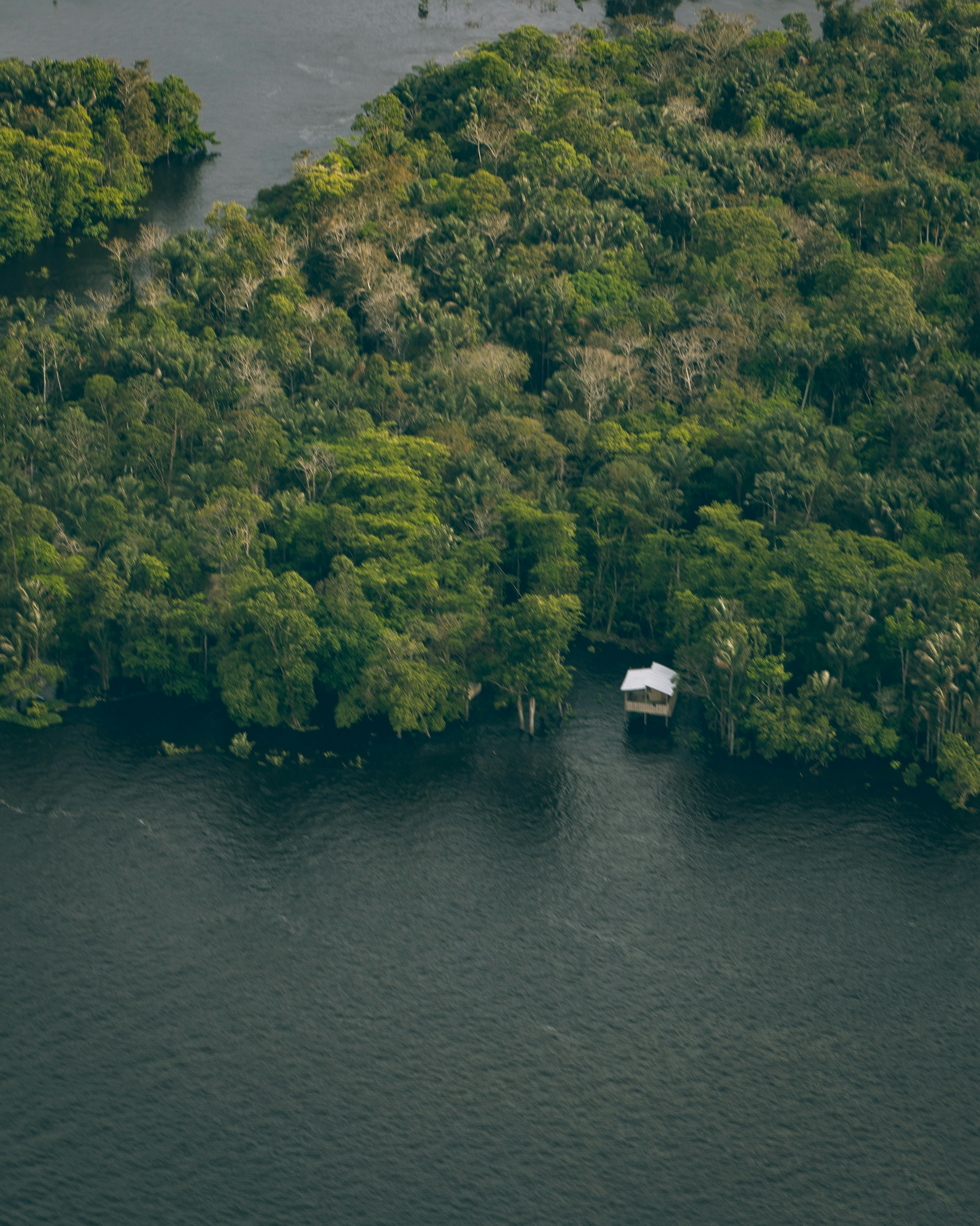 Uma pequena cabana fica ao lado de uma floresta verdejante.