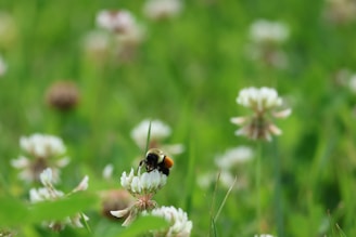A bumblebee pollinates a white clover flower.