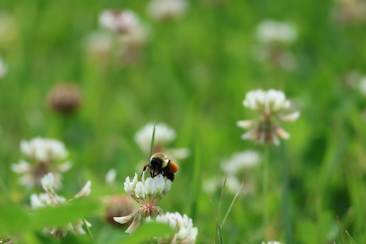 A bumblebee pollinates a white clover flower.