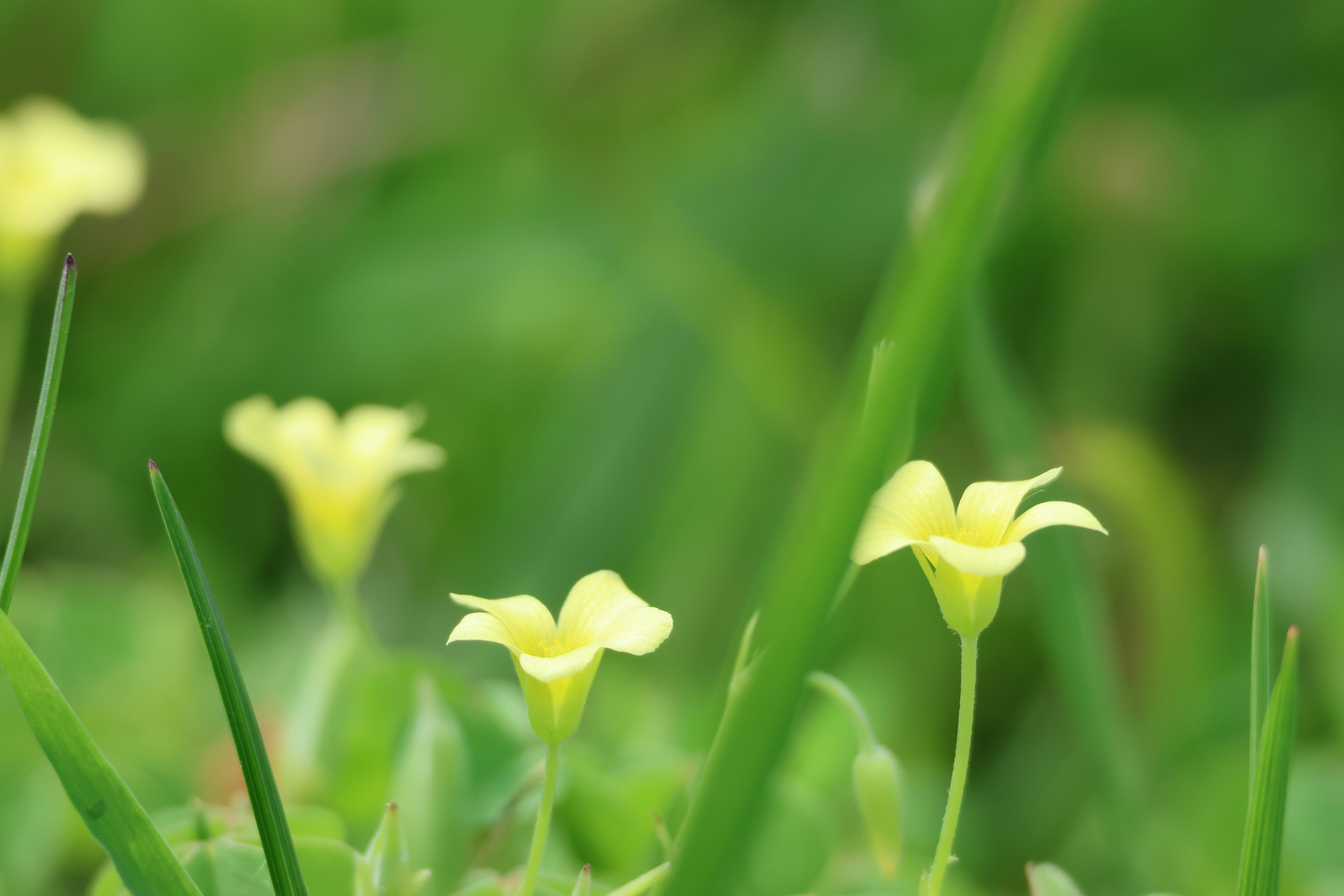 Photo by cornthechicken