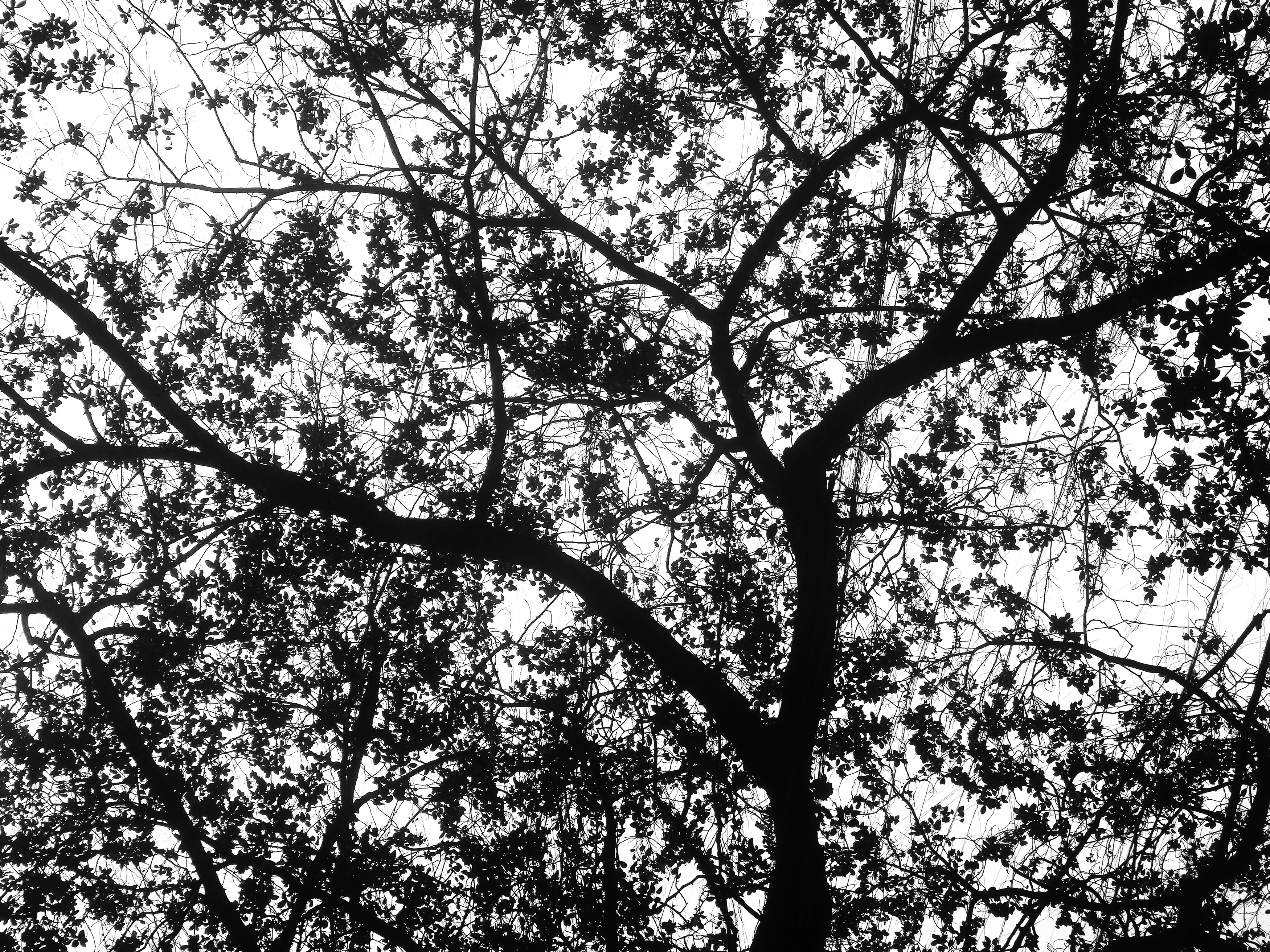 Branches against the bright sky make a silhouette.