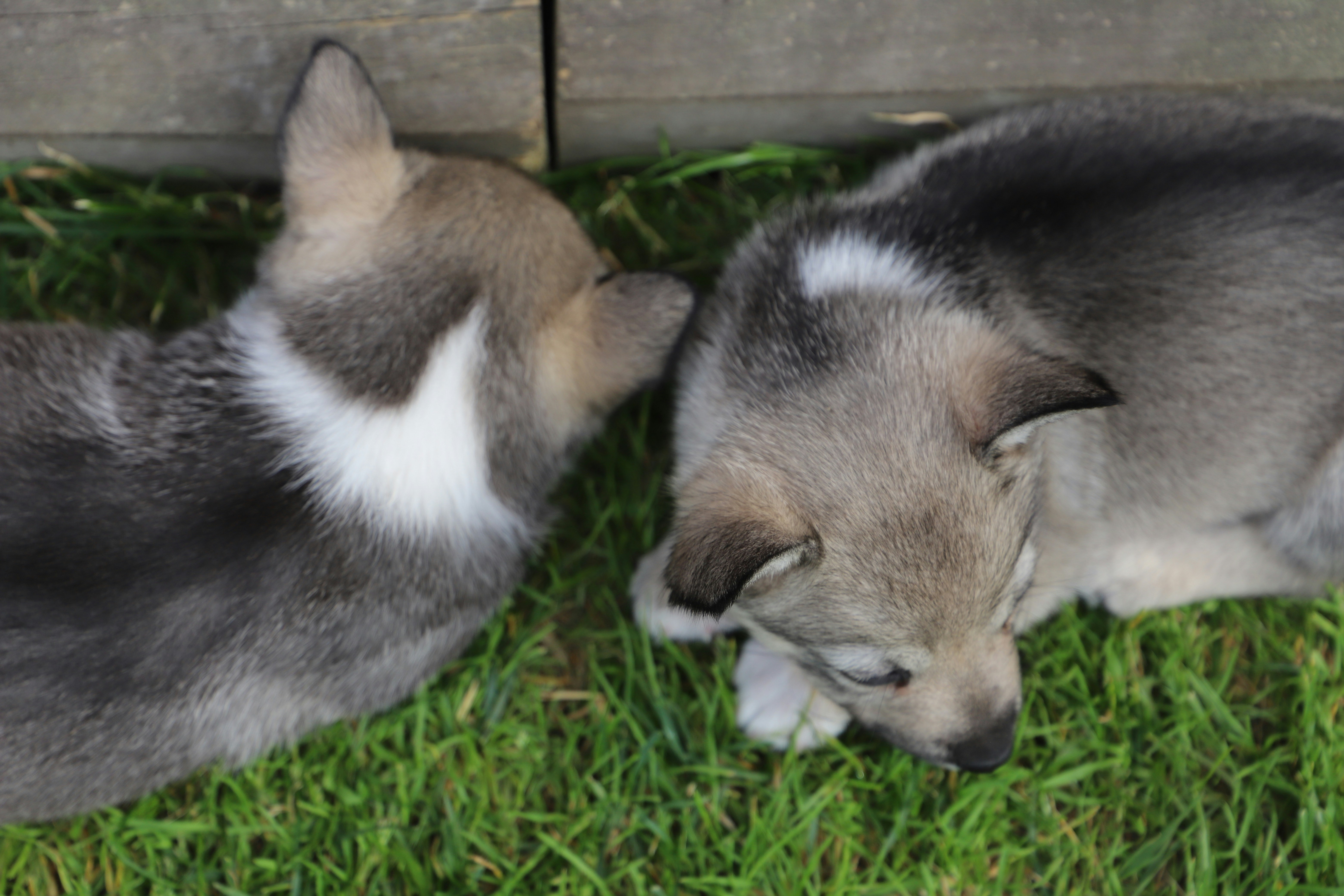 Two adorable puppies cuddle in the grass.