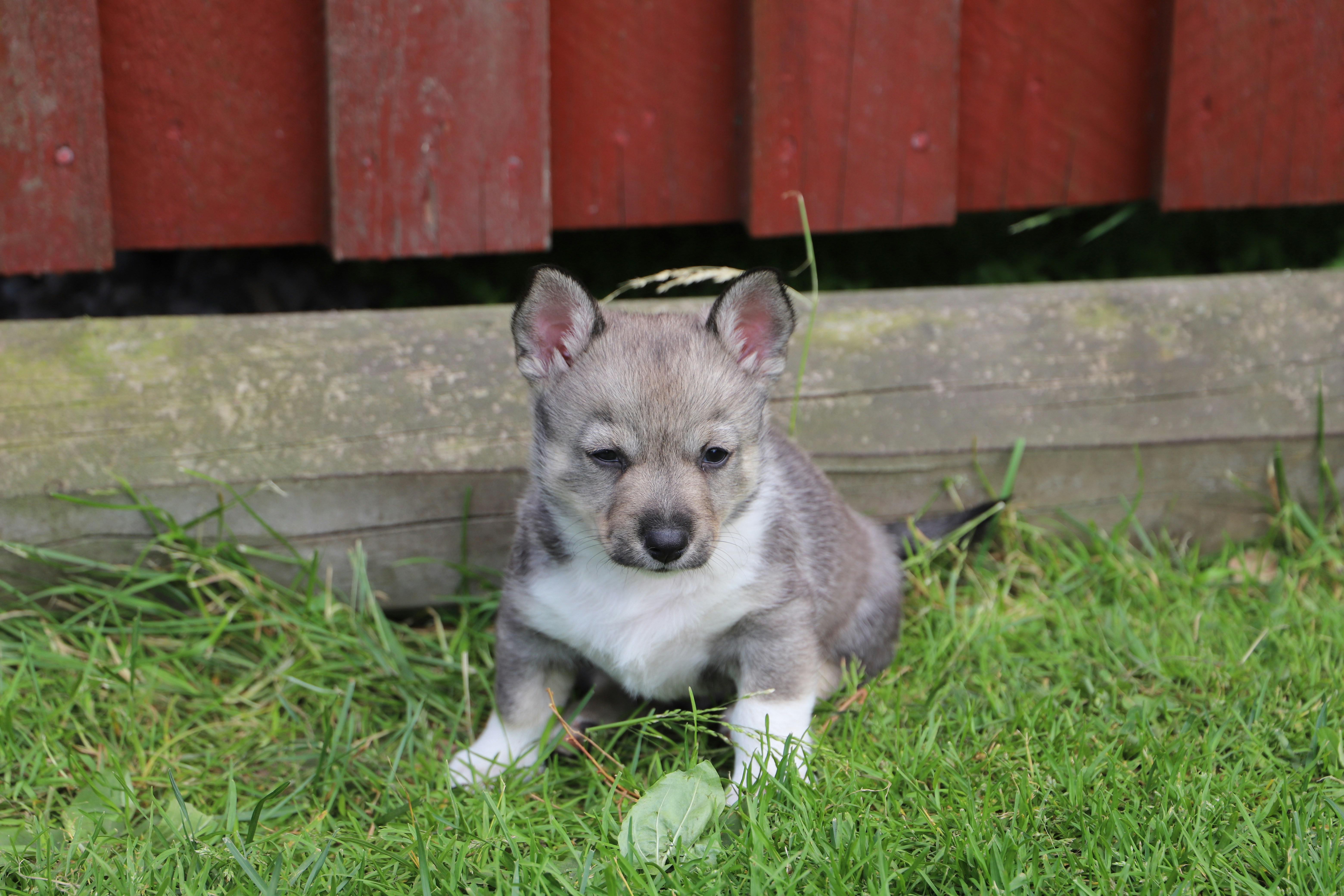 Hier ist eine Bildunterschrift: Ein süßer Welpe sitzt auf dem Gras.