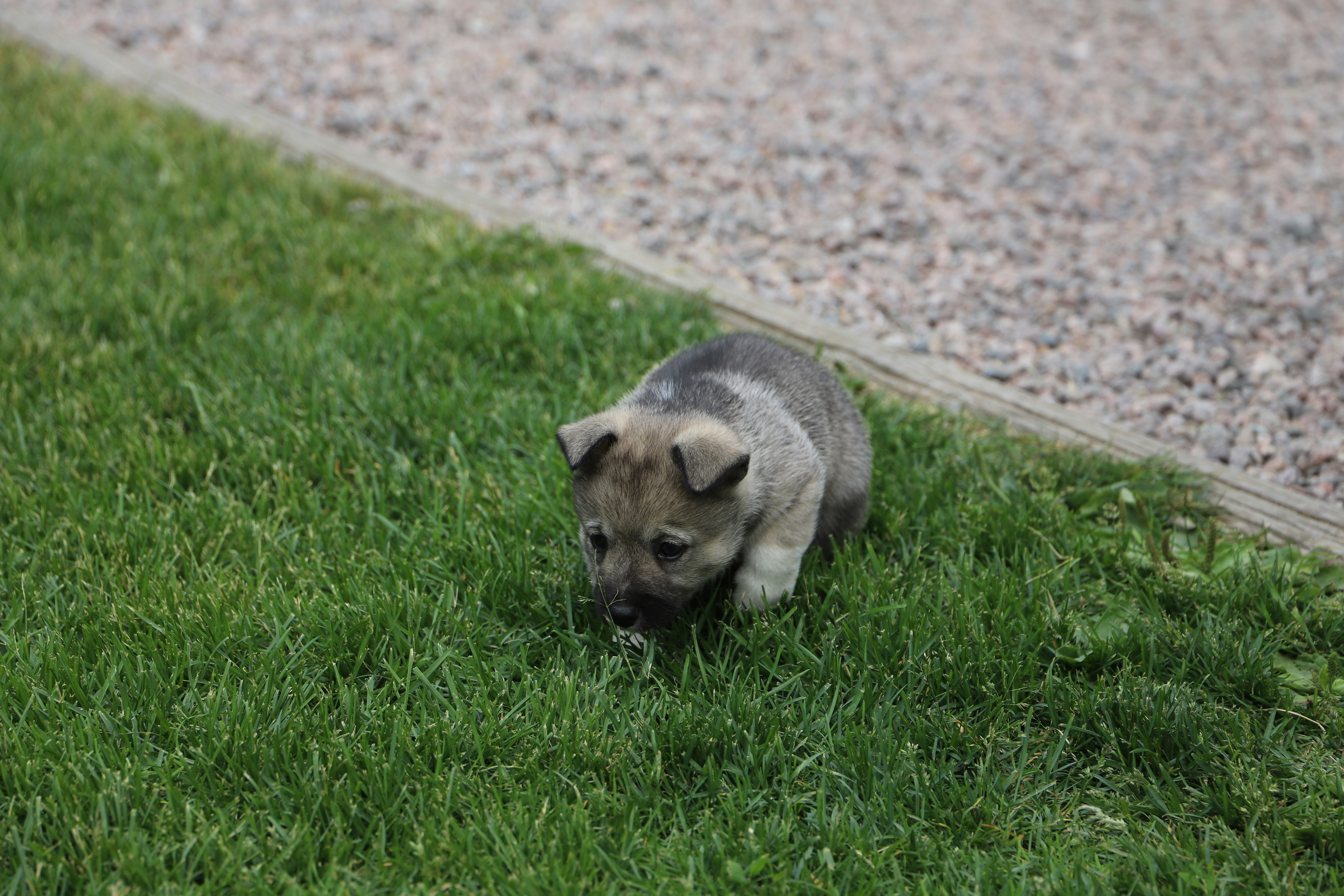 Ein süßer Welpe spielt im Gras.