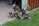 A mother dog nurses her adorable puppies.