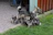 A mother dog nurses her adorable puppies.