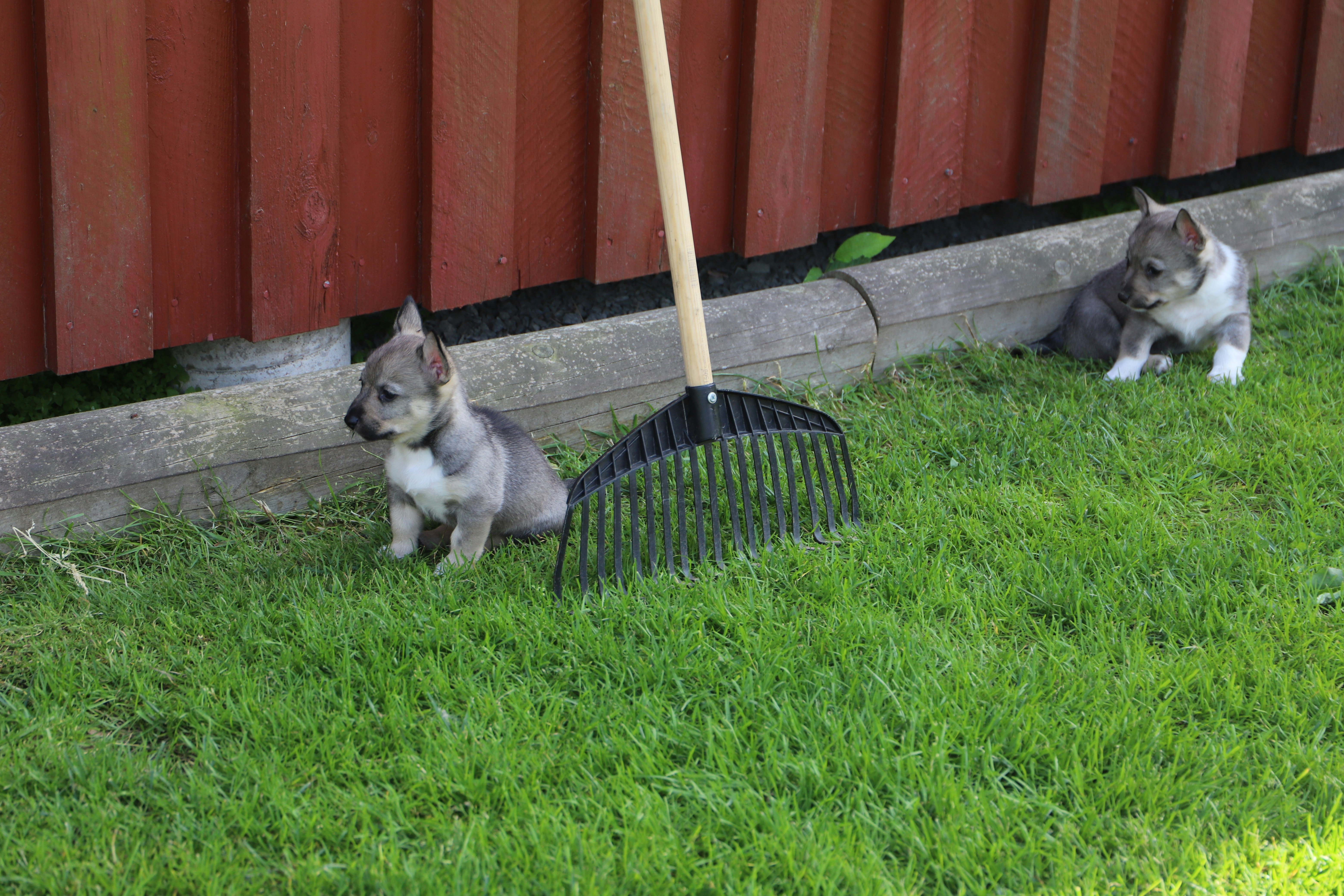 The Västgötaspets, also known as the Swedish Vallhund, is generally considered a very nice dog! They are known for their friendly, alert, and intelligent temperament.