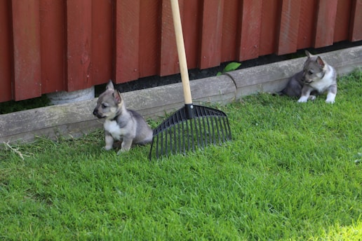 Two puppies sit by a rake.