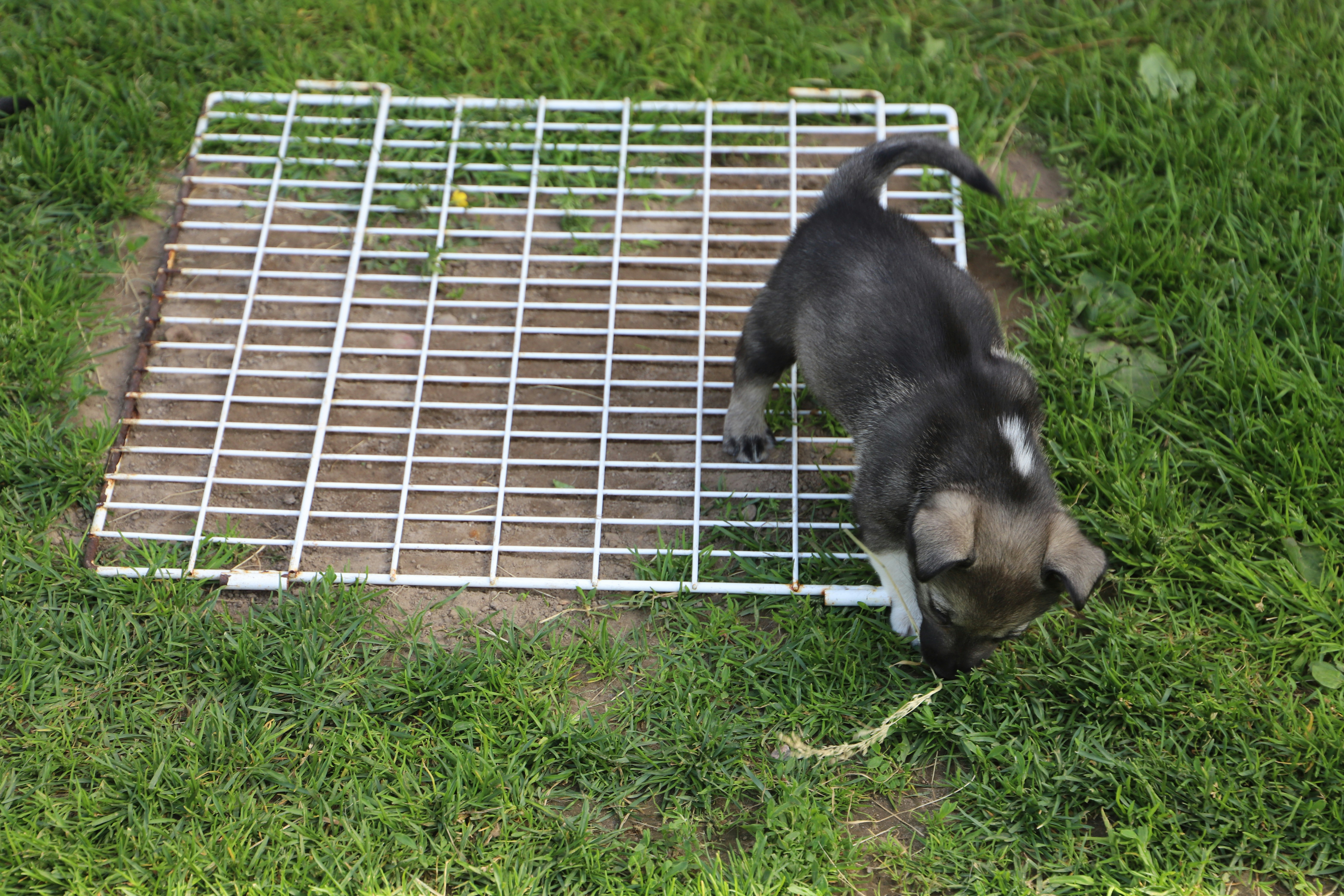 How to Potty Train a Puppy: Expert Step-by-Step Guide