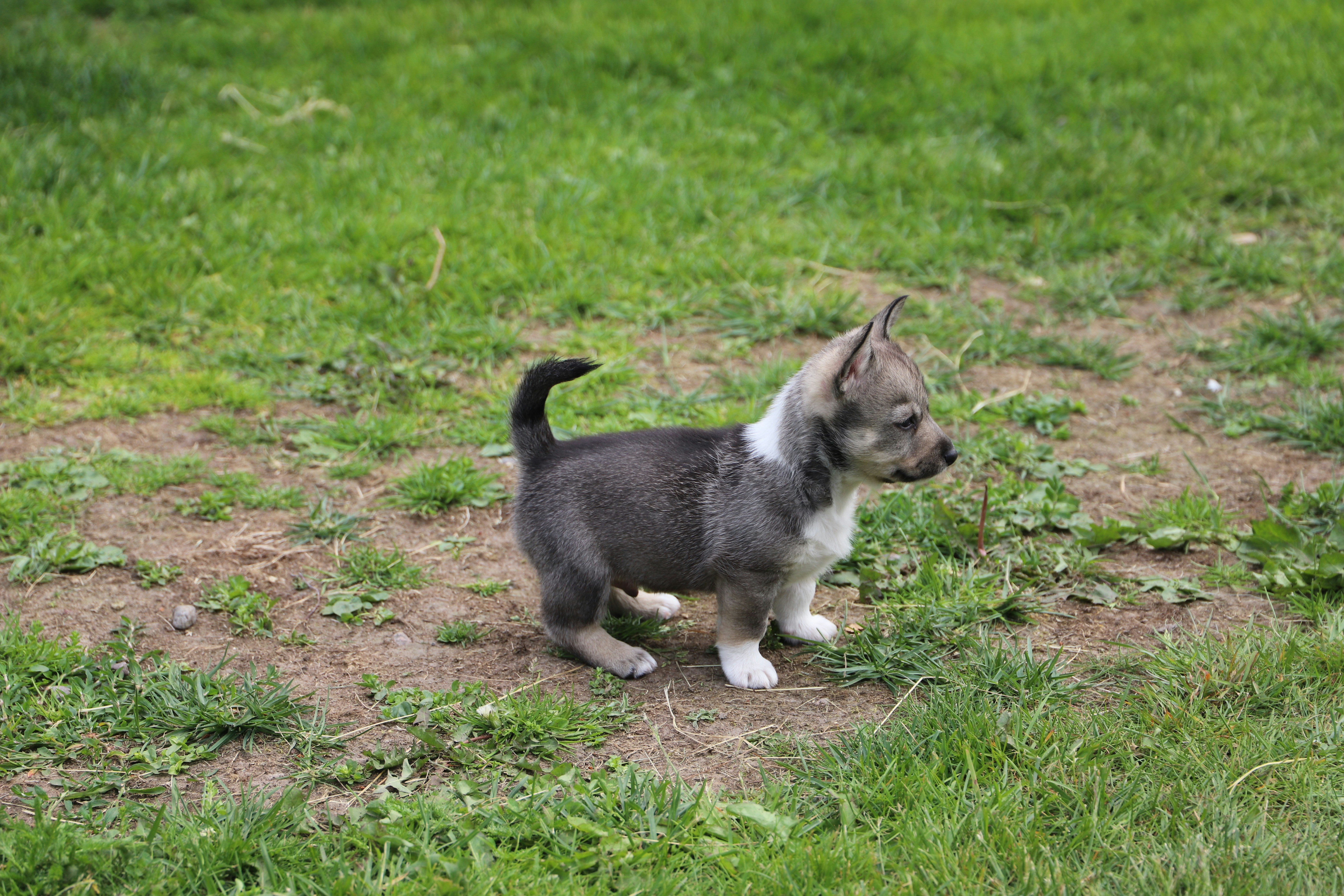 A cute puppy is standing on green grass. photo – Free Agile Image on ...