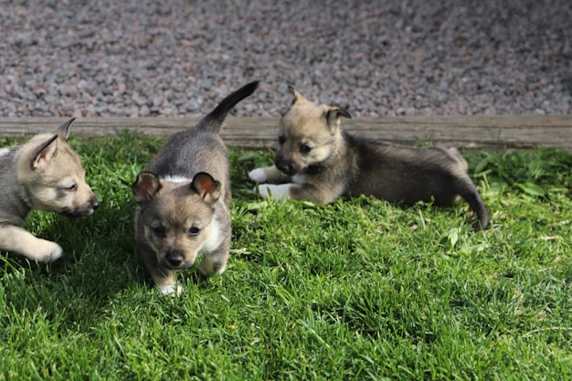 Three adorable puppies playing in the grass.