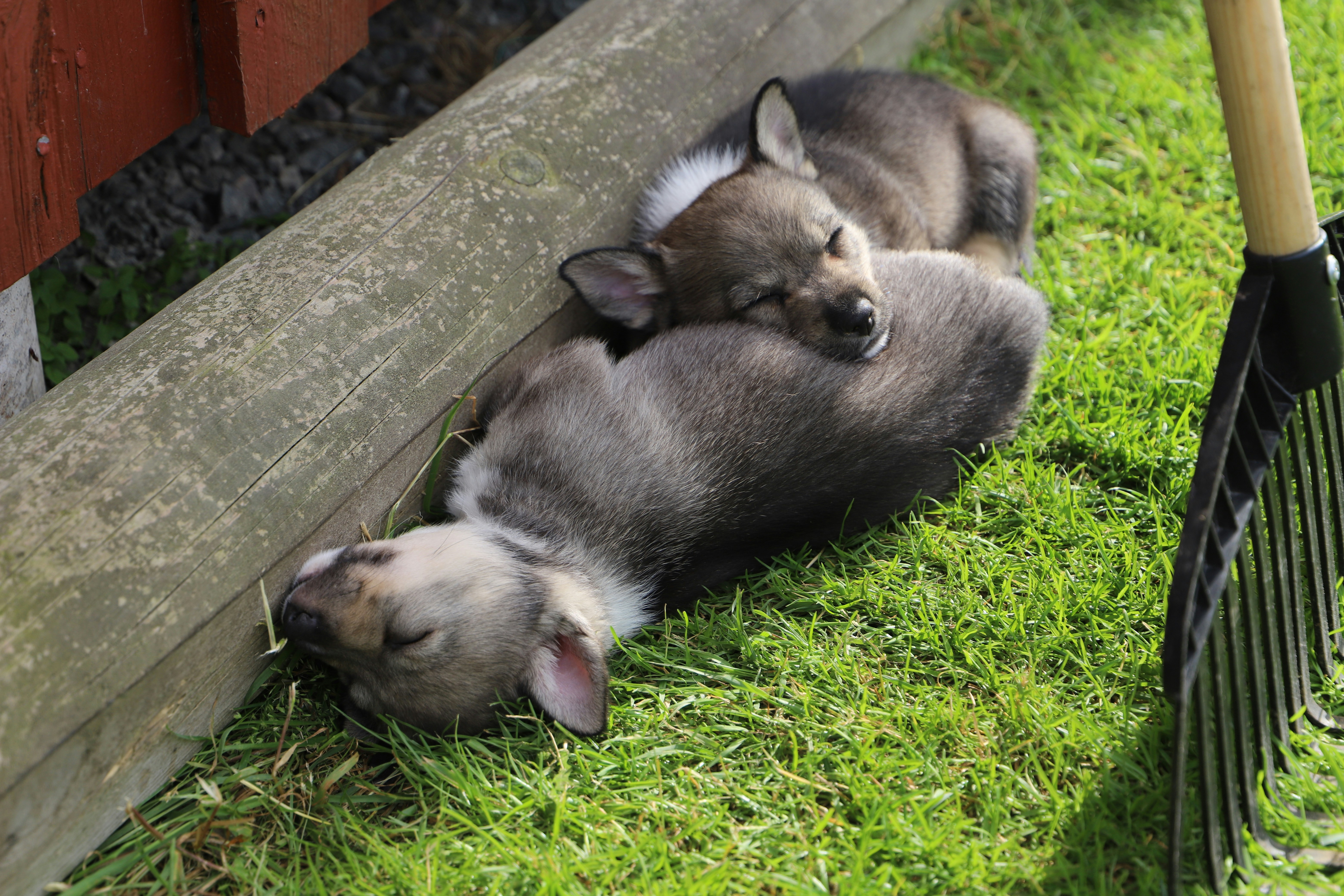 Dog and Rabbit: The Snuggle Specialists (image credits: unsplash)