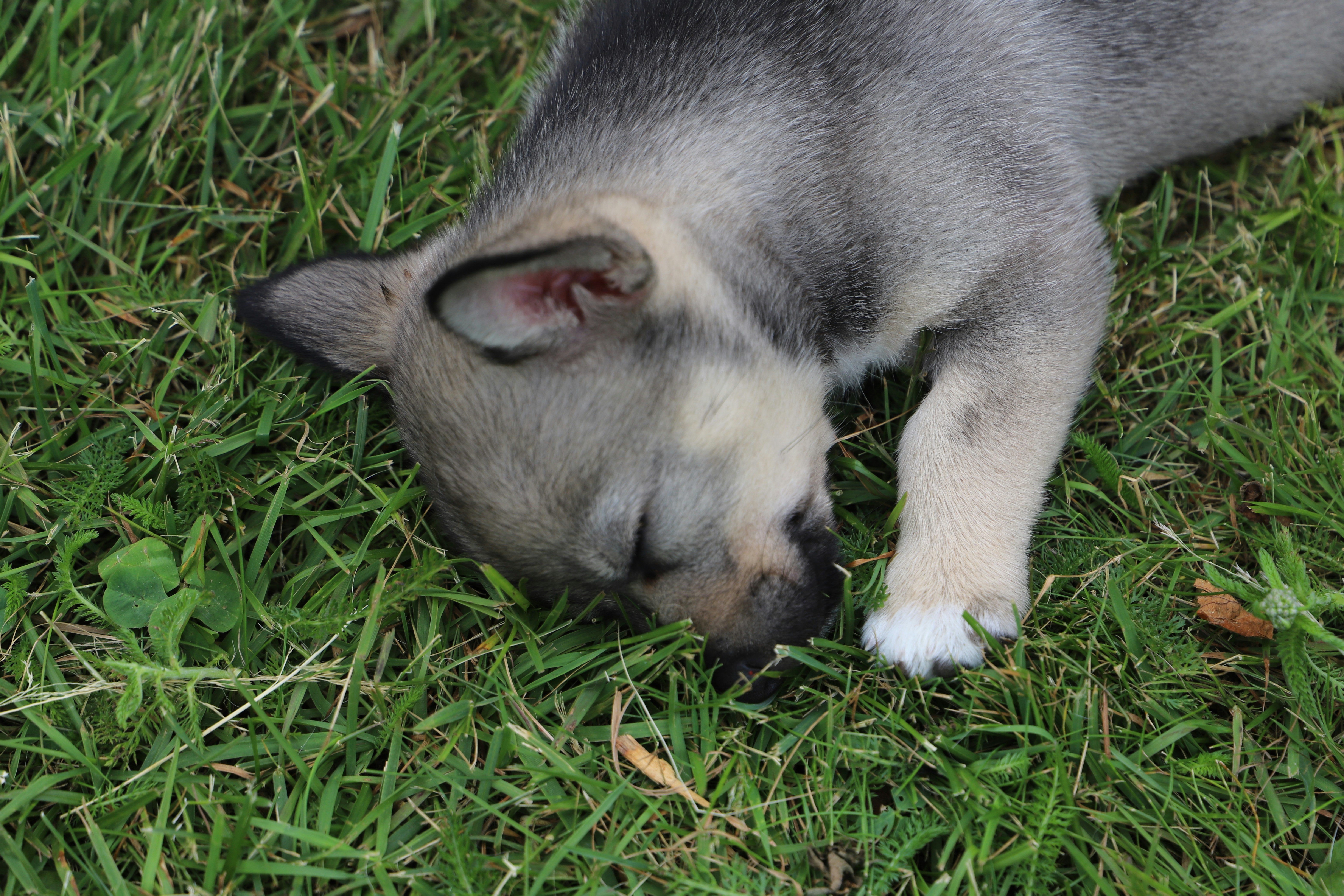 A puppy sniffs the grass in the sunshine.
