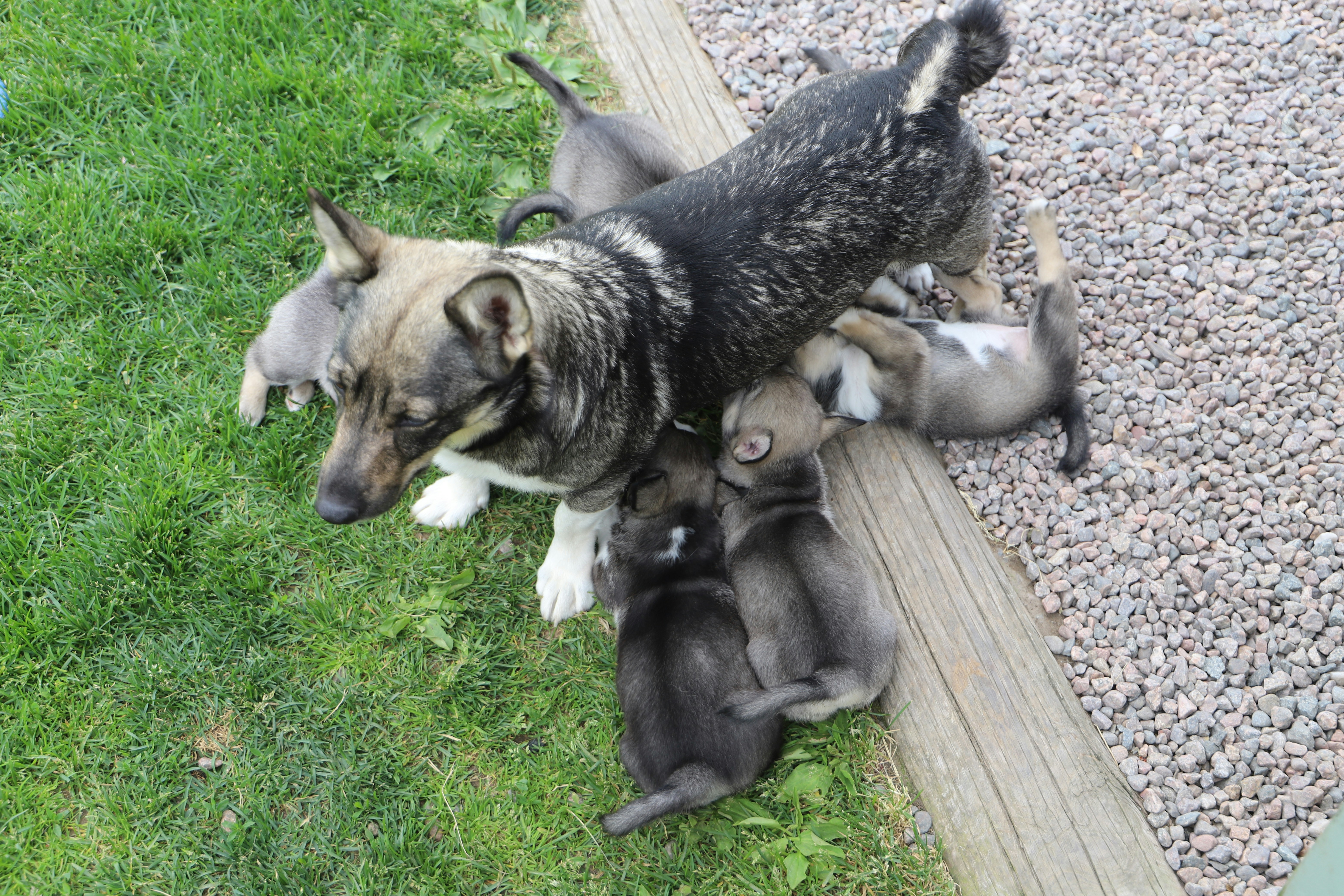 A mother dog watches over her newborn puppies.