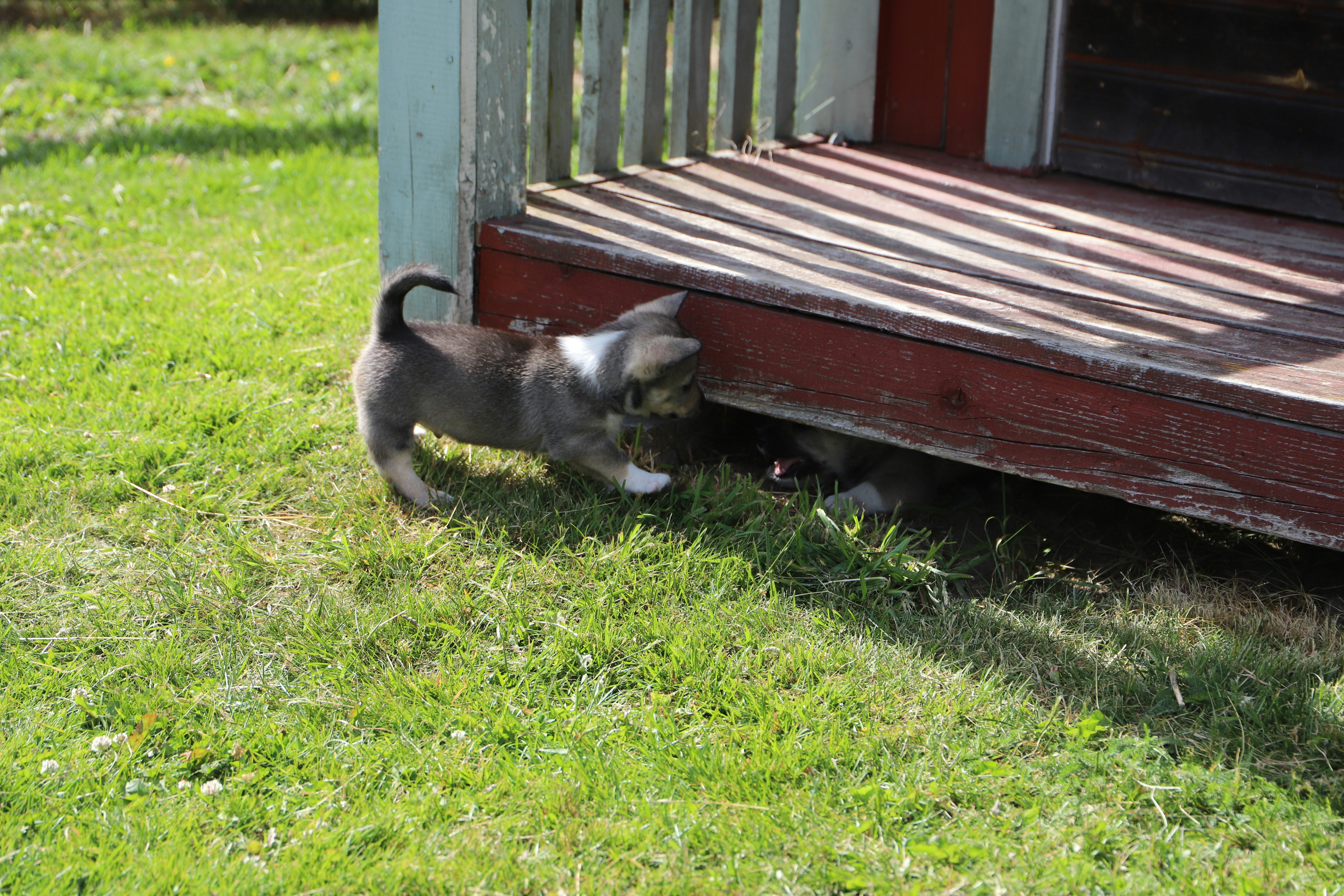 The Västgötaspets, also known as the Swedish Vallhund, is generally considered a very nice dog! They are known for their friendly, alert, and intelligent temperament.
