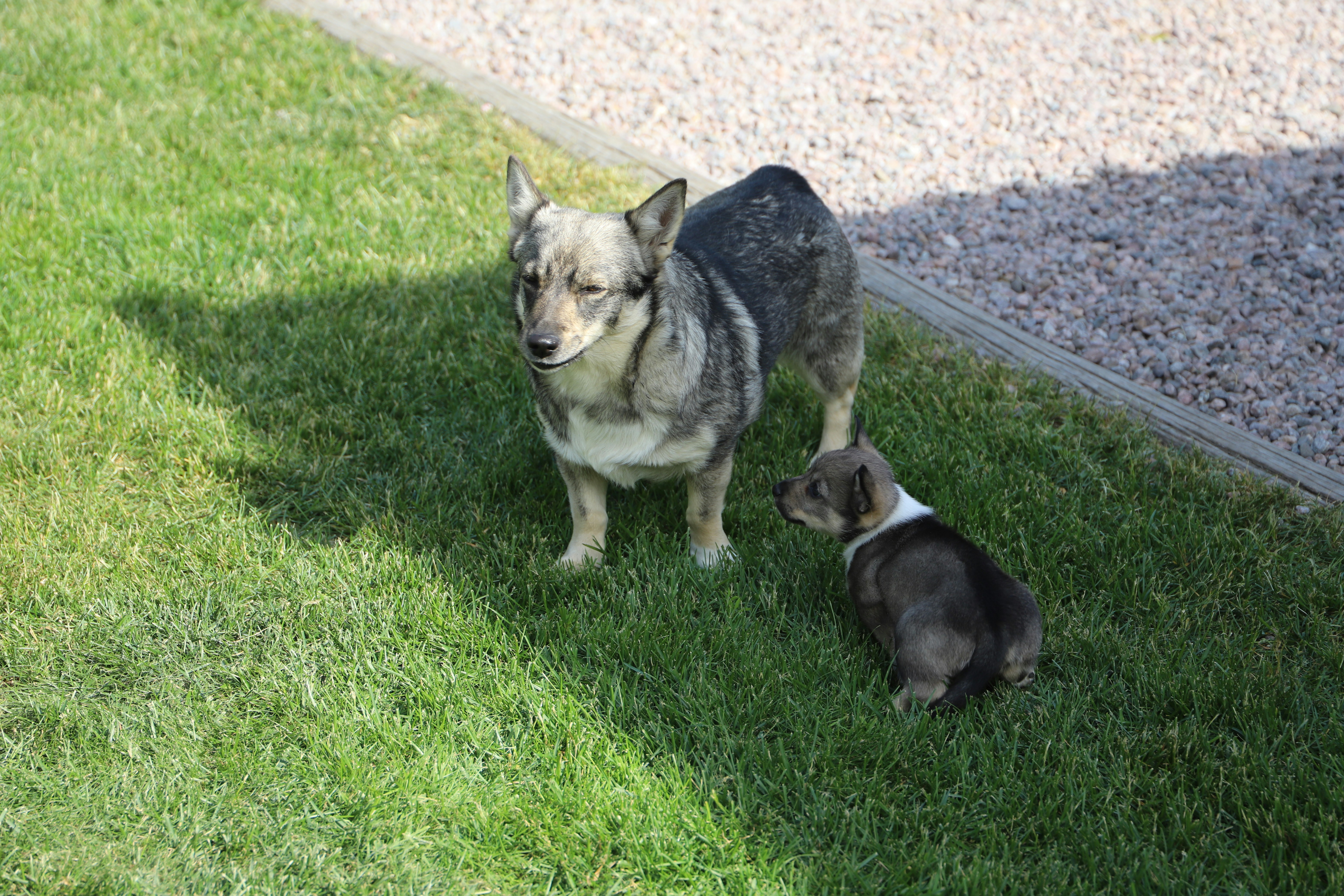 Ein Hund und sein Welpe spielen auf dem Rasen.