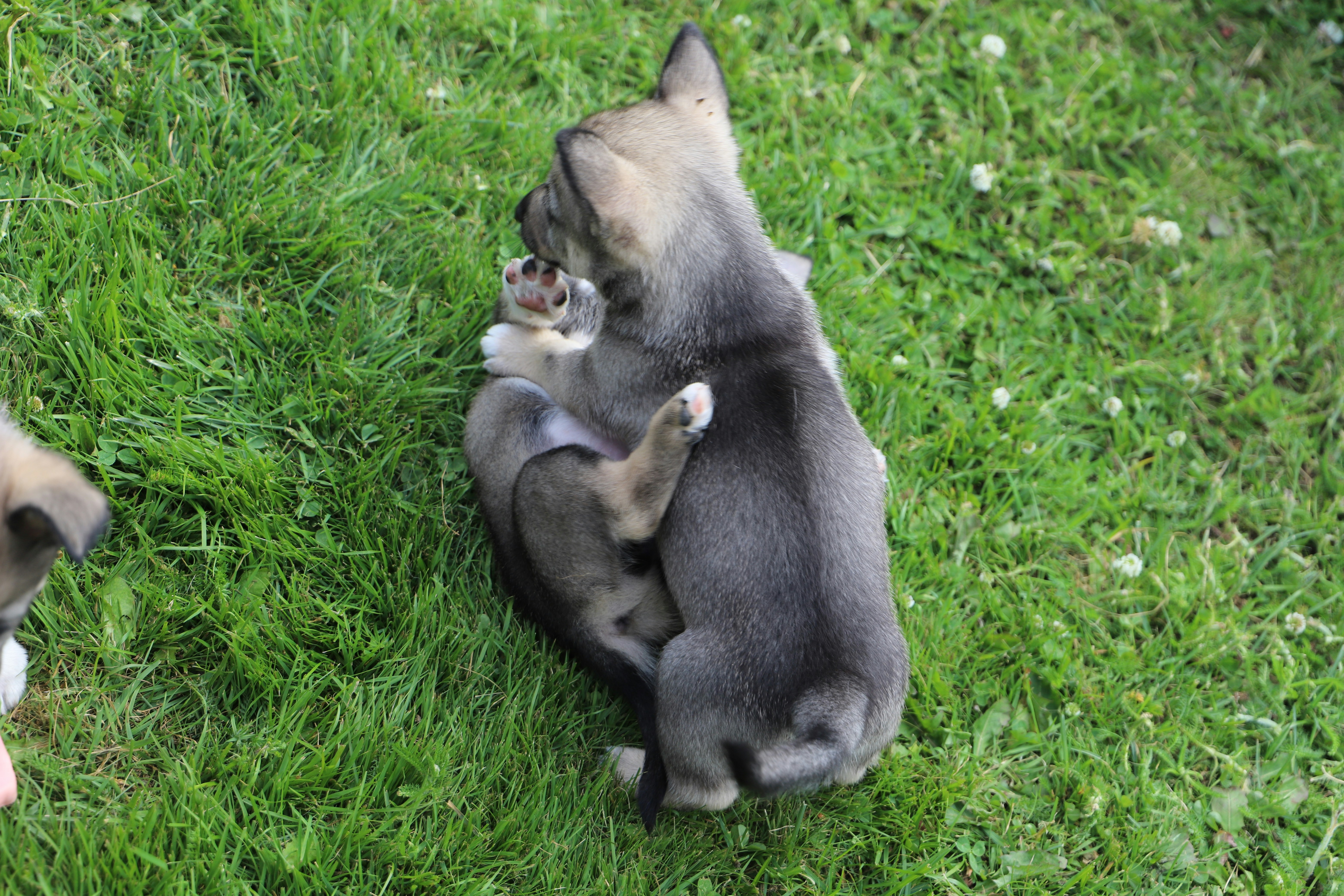 Puppies playfully wrestle on the grass.