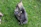 Puppies playfully wrestle on the grass.