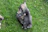 Puppies playfully wrestle on the grass.