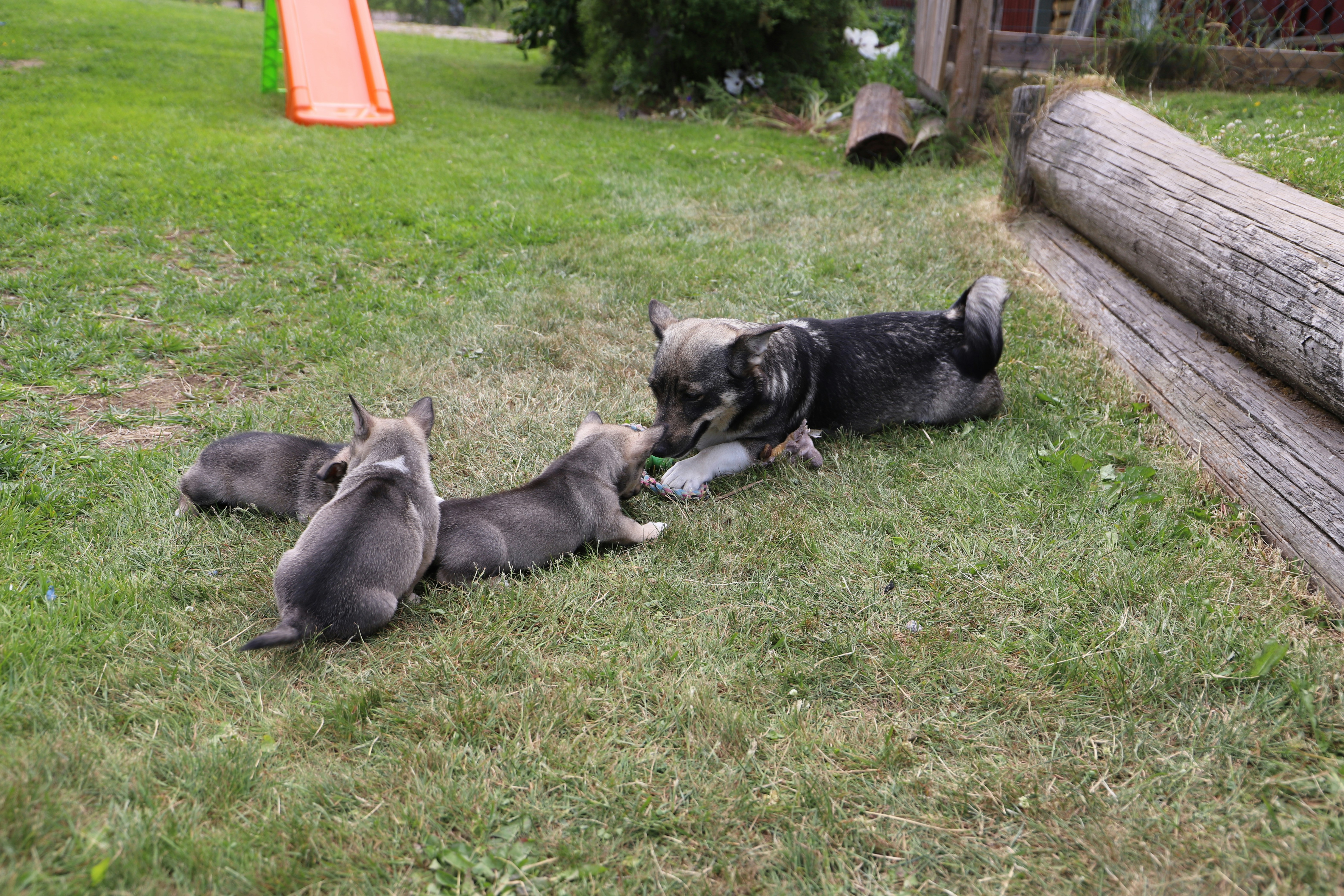 Welpen spielen mit einem Spielzeug im grünen Gras.