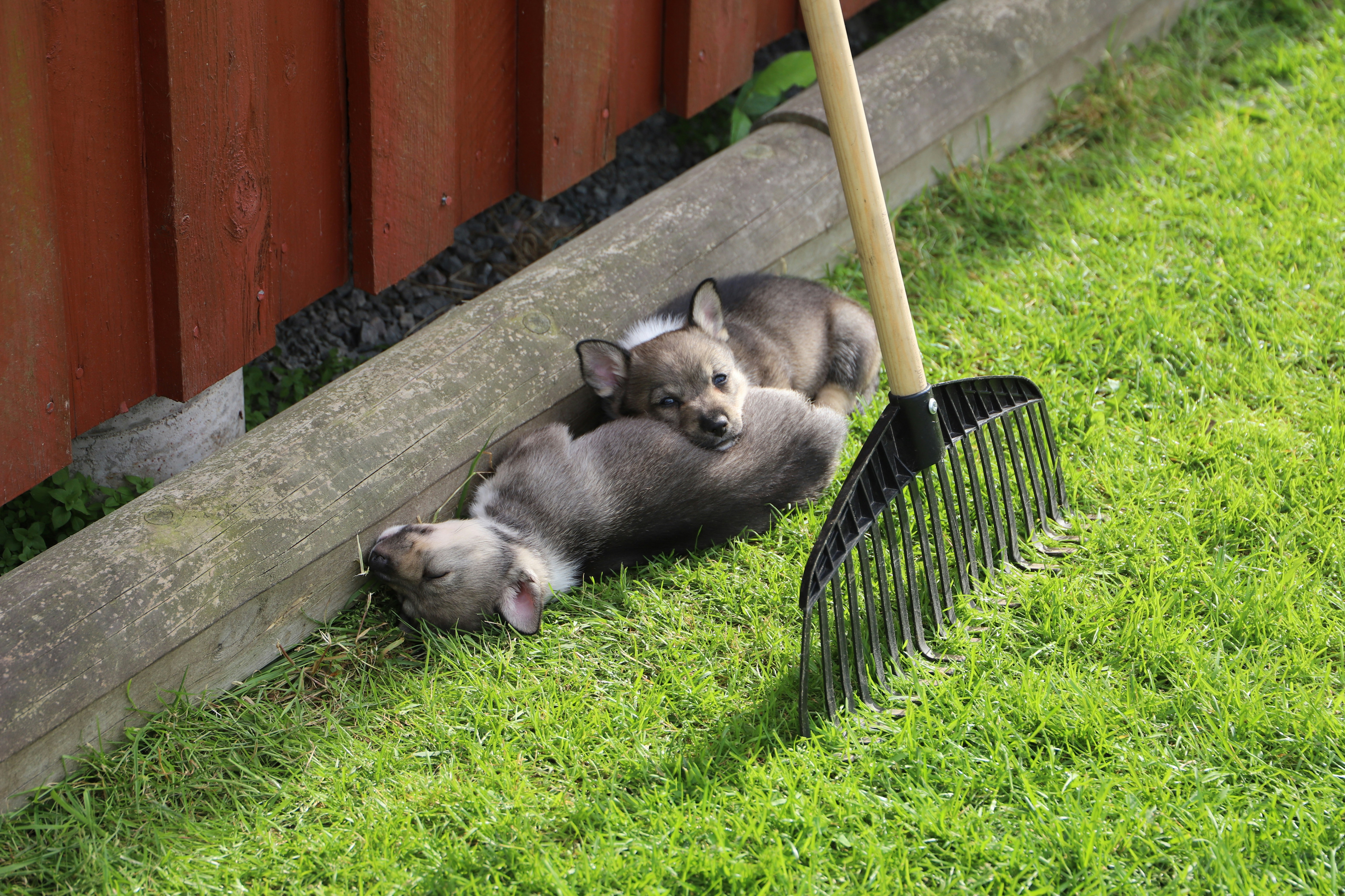 How to Train a Ferret to Use Litter Box: Expert Step-by-Step Guide