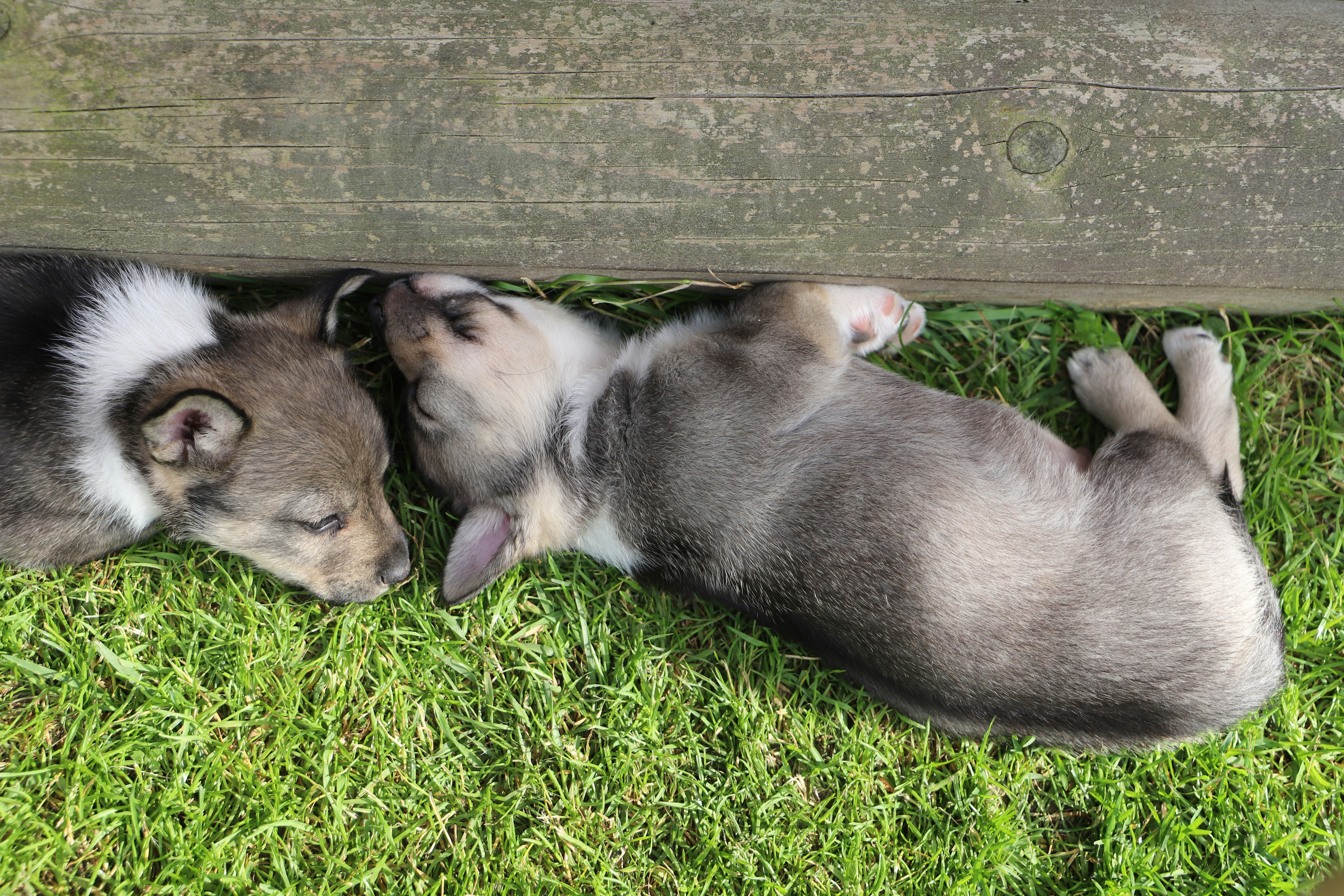 Dos cachorros duermen la siesta cómodamente en la hierba. foto – Imagen de  Alerta gratuita en Unsplash, image size:3000x2000