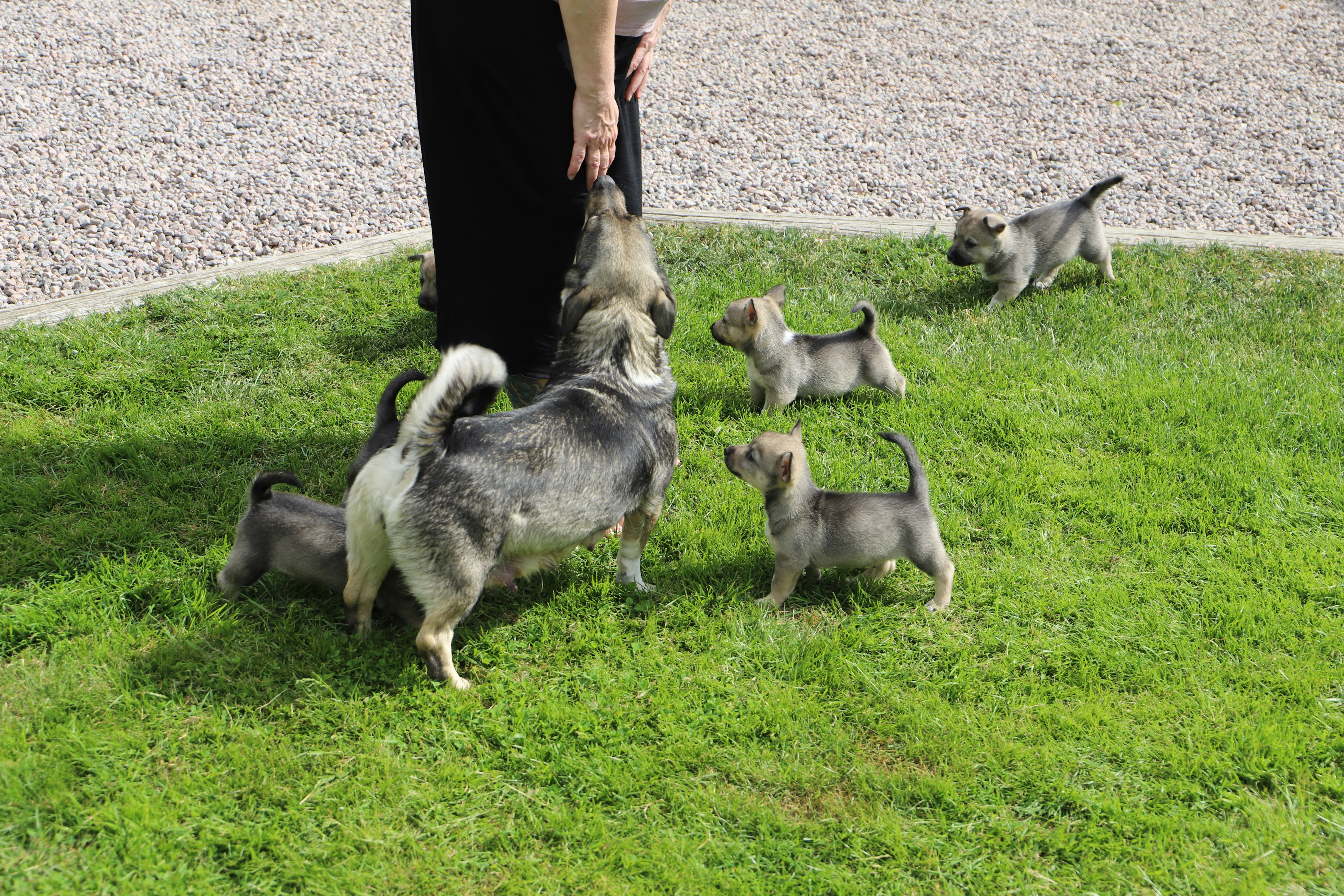 Eine Person interagiert mit einer Gruppe von Welpen.