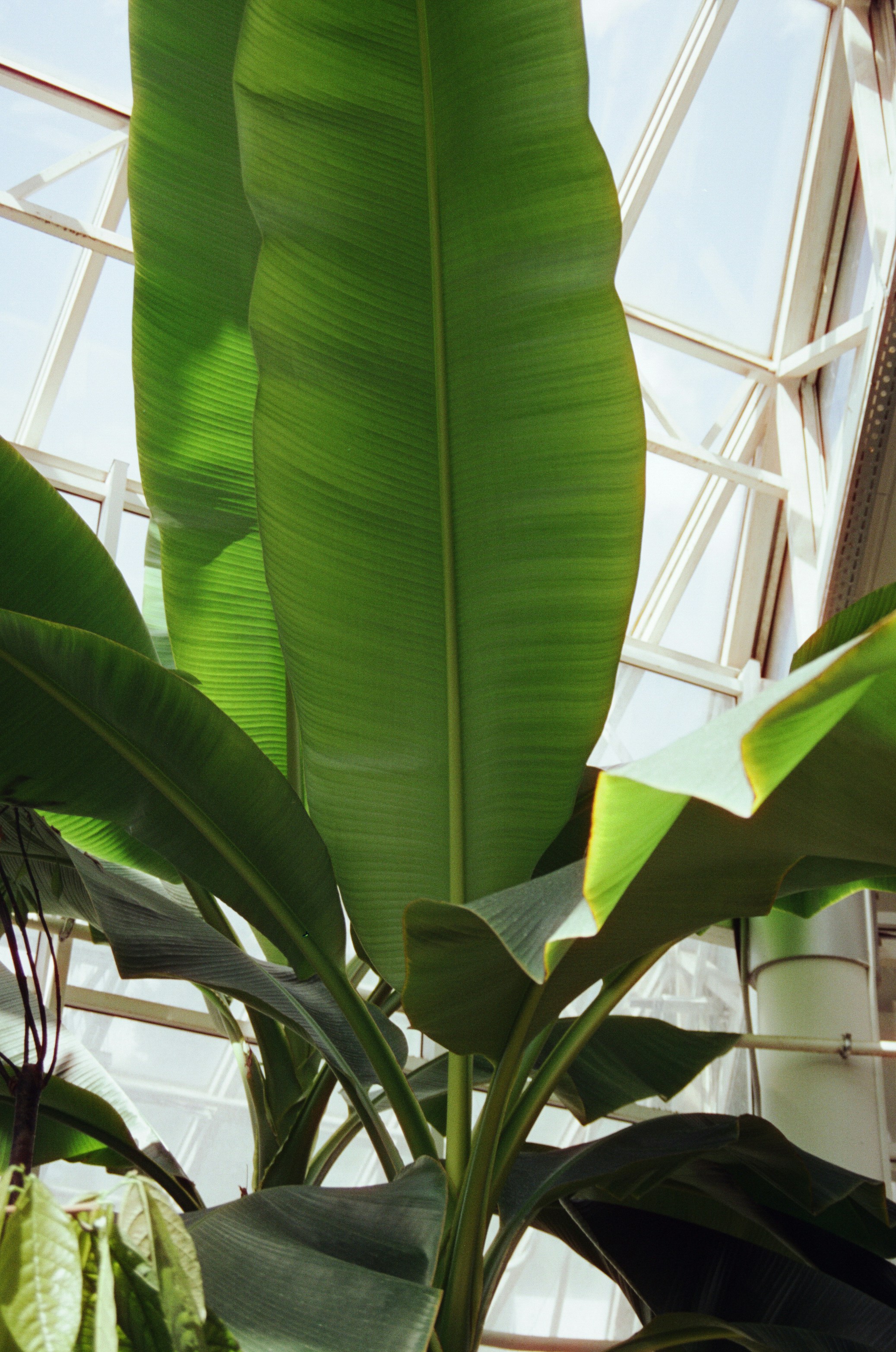 Large green banana leaves grow indoors.