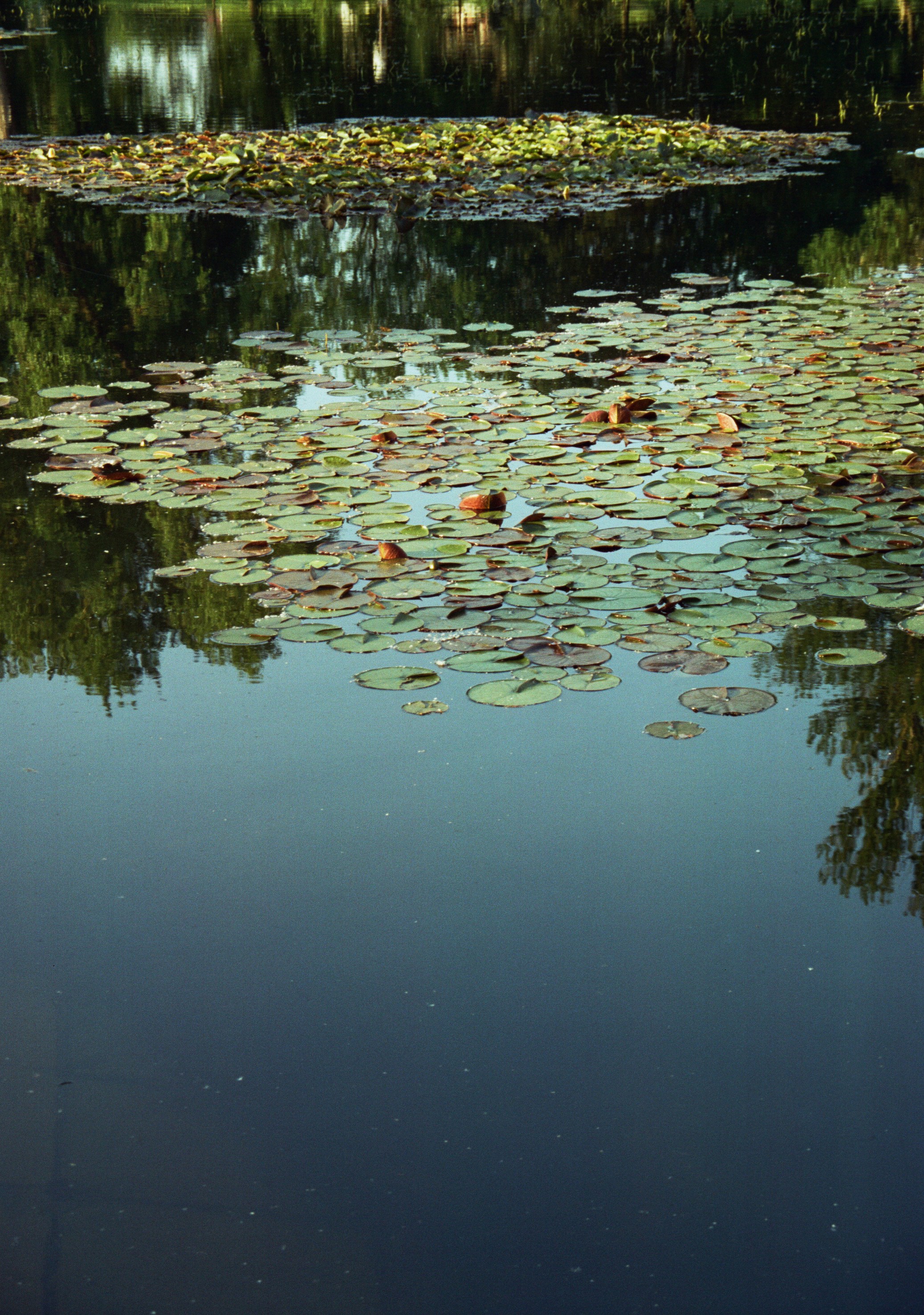 Lily pads float peacefully on still water.