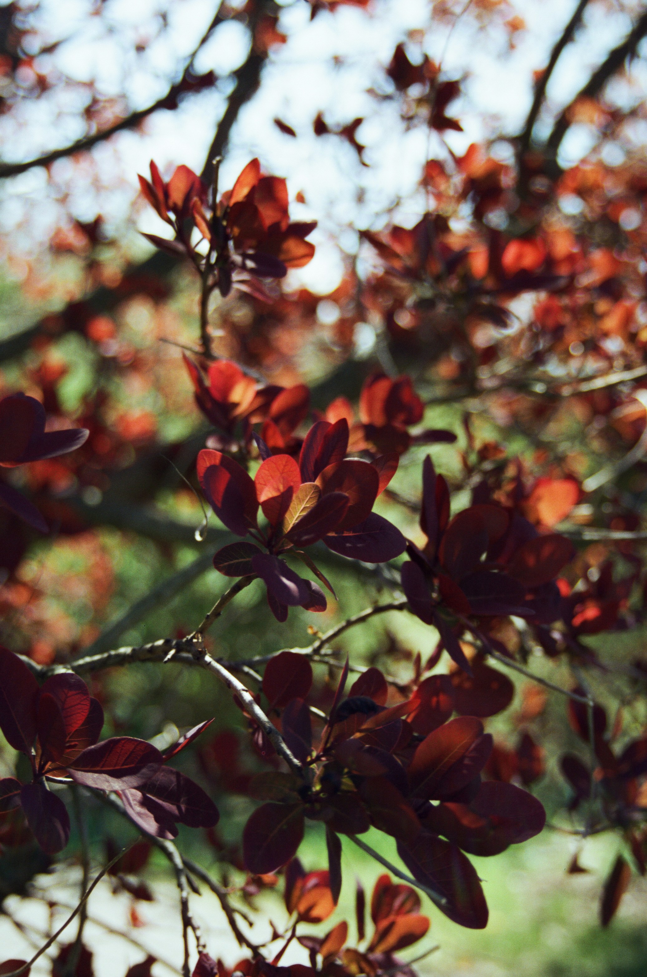 Red leaves bloom on a sunlit tree branch.