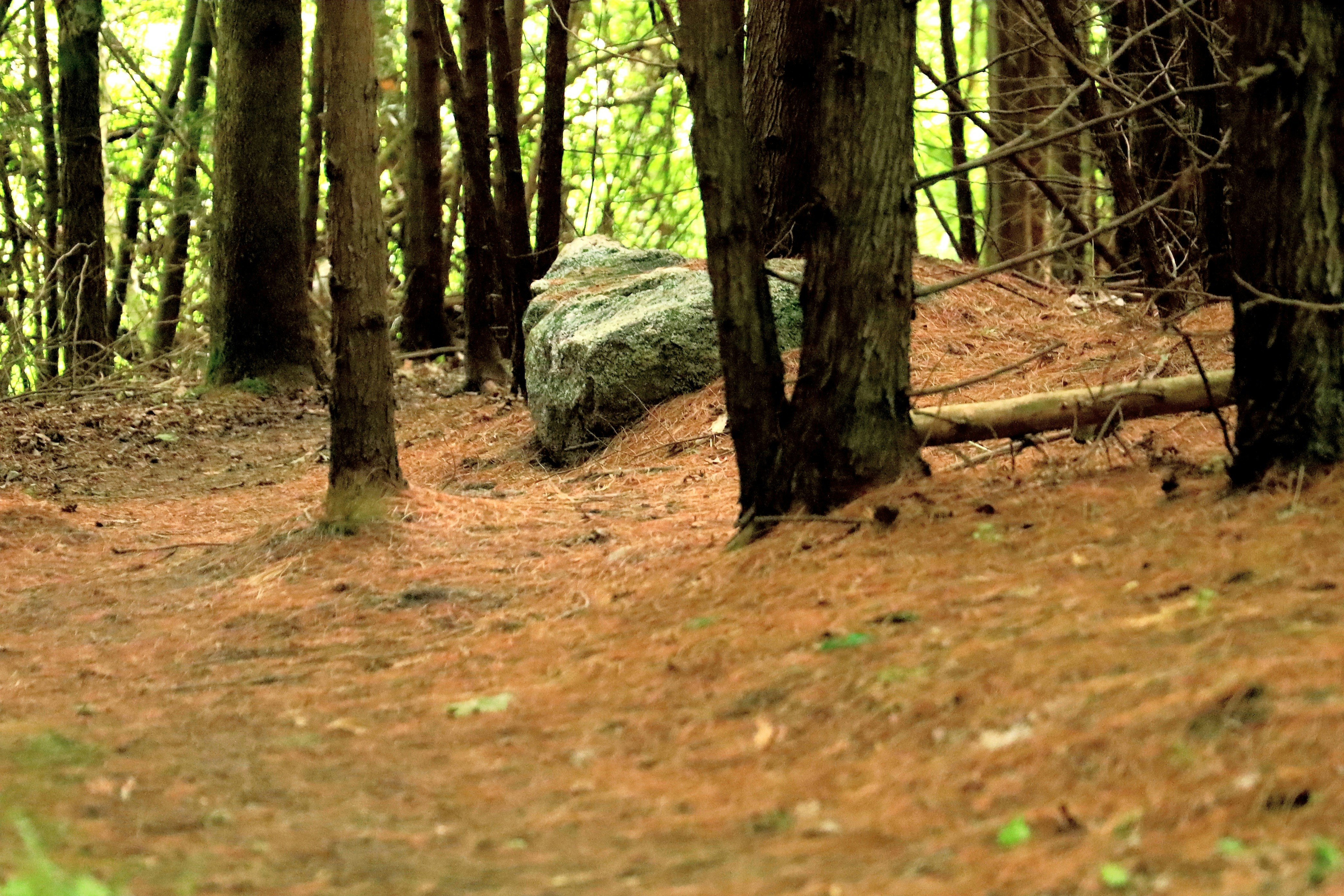 Photo by richardworks