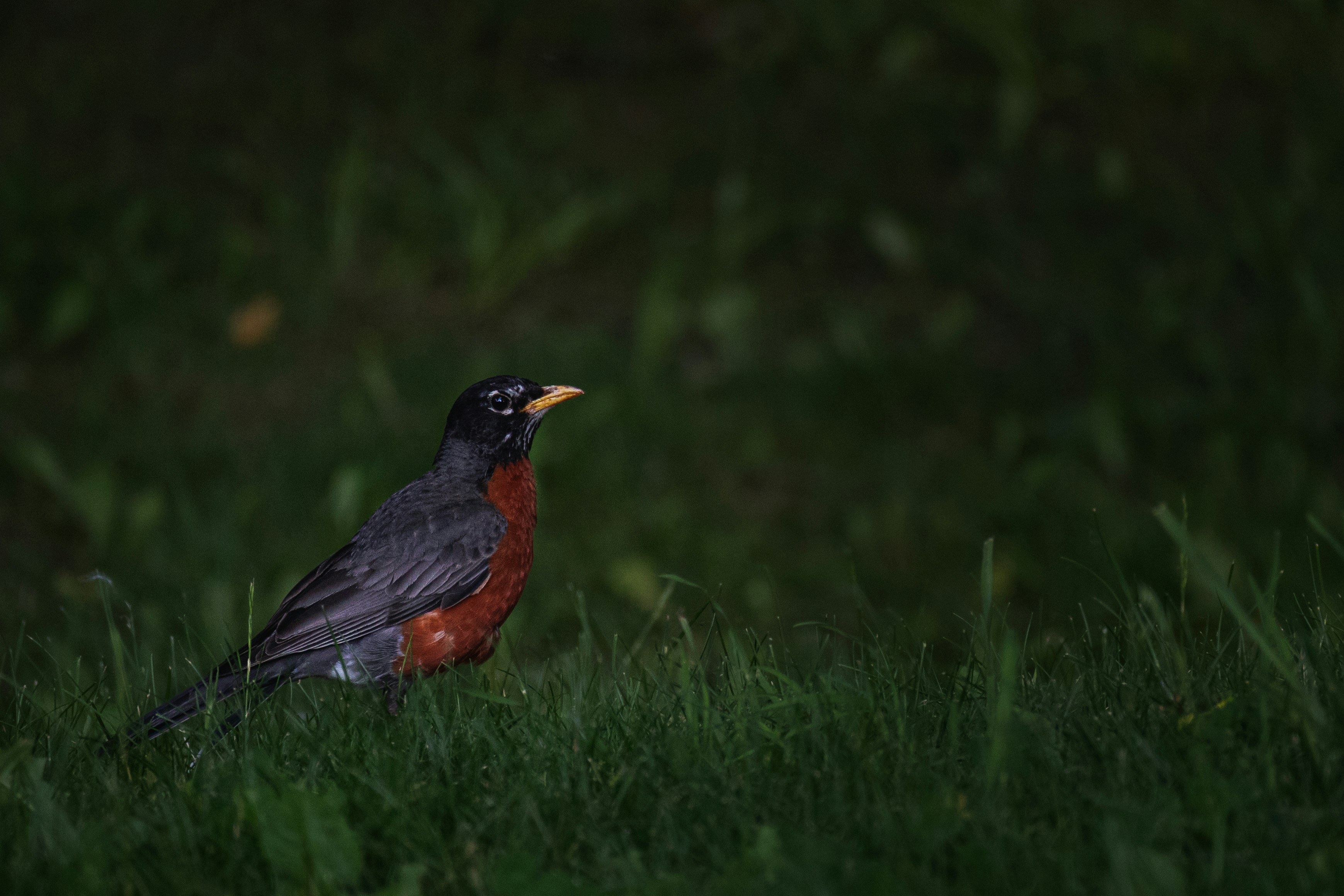 Photo by olegbrsnv